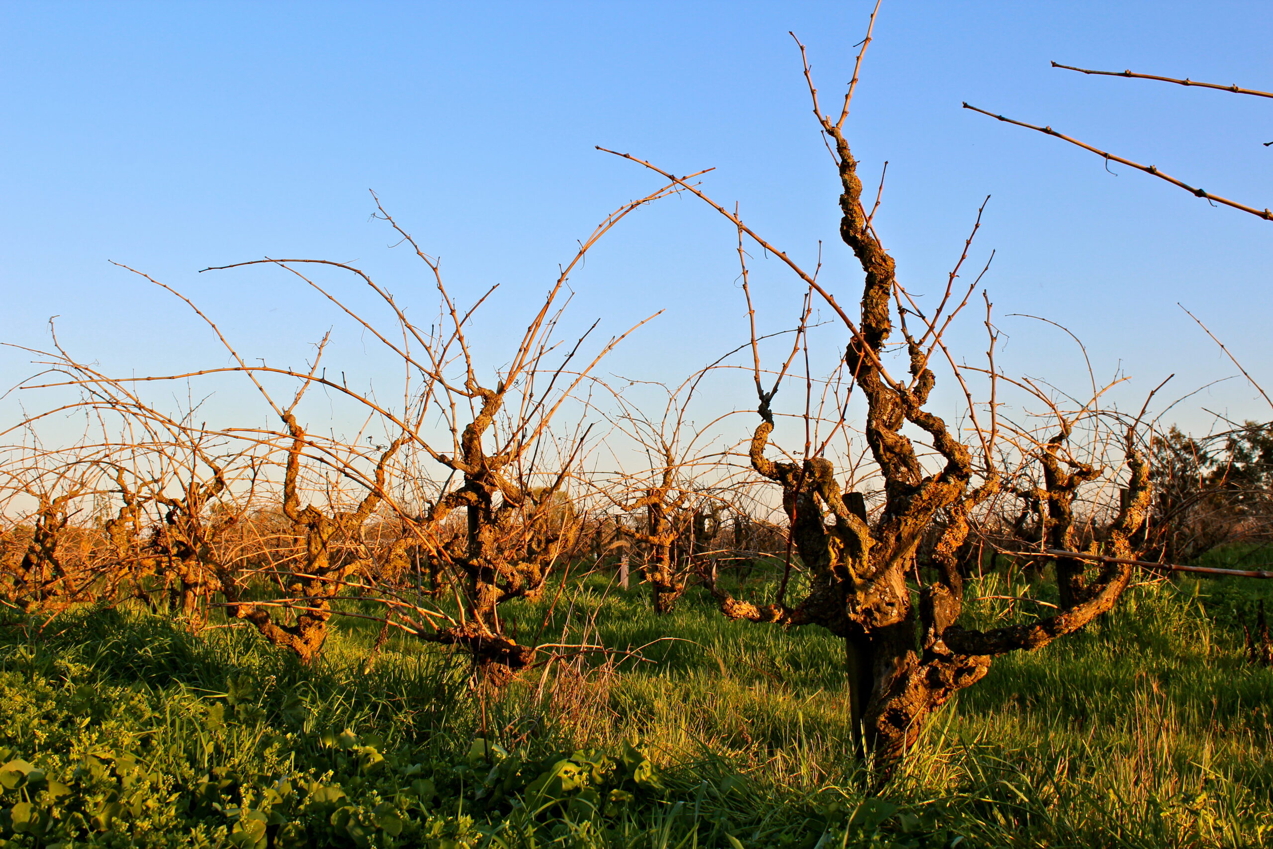 Vineyard with pruned grapevines in Lodi, California, under a clear blue sky.