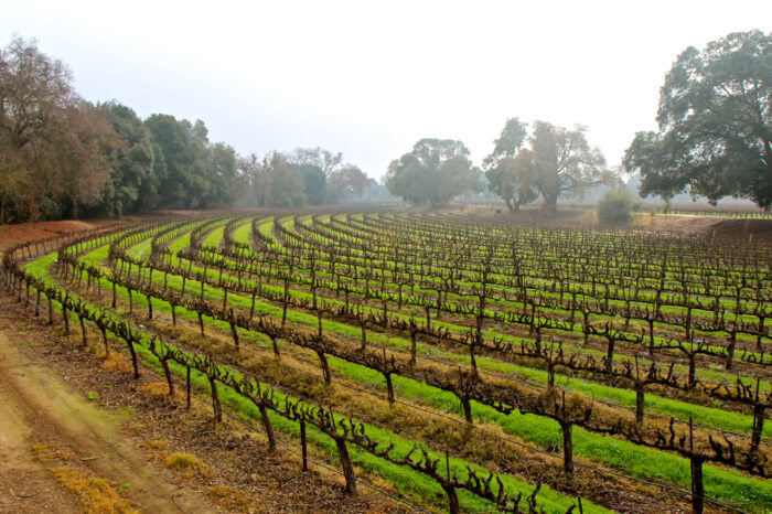 Vineyard rows in Lodi, California, showcasing grape cultivation for wine production.
