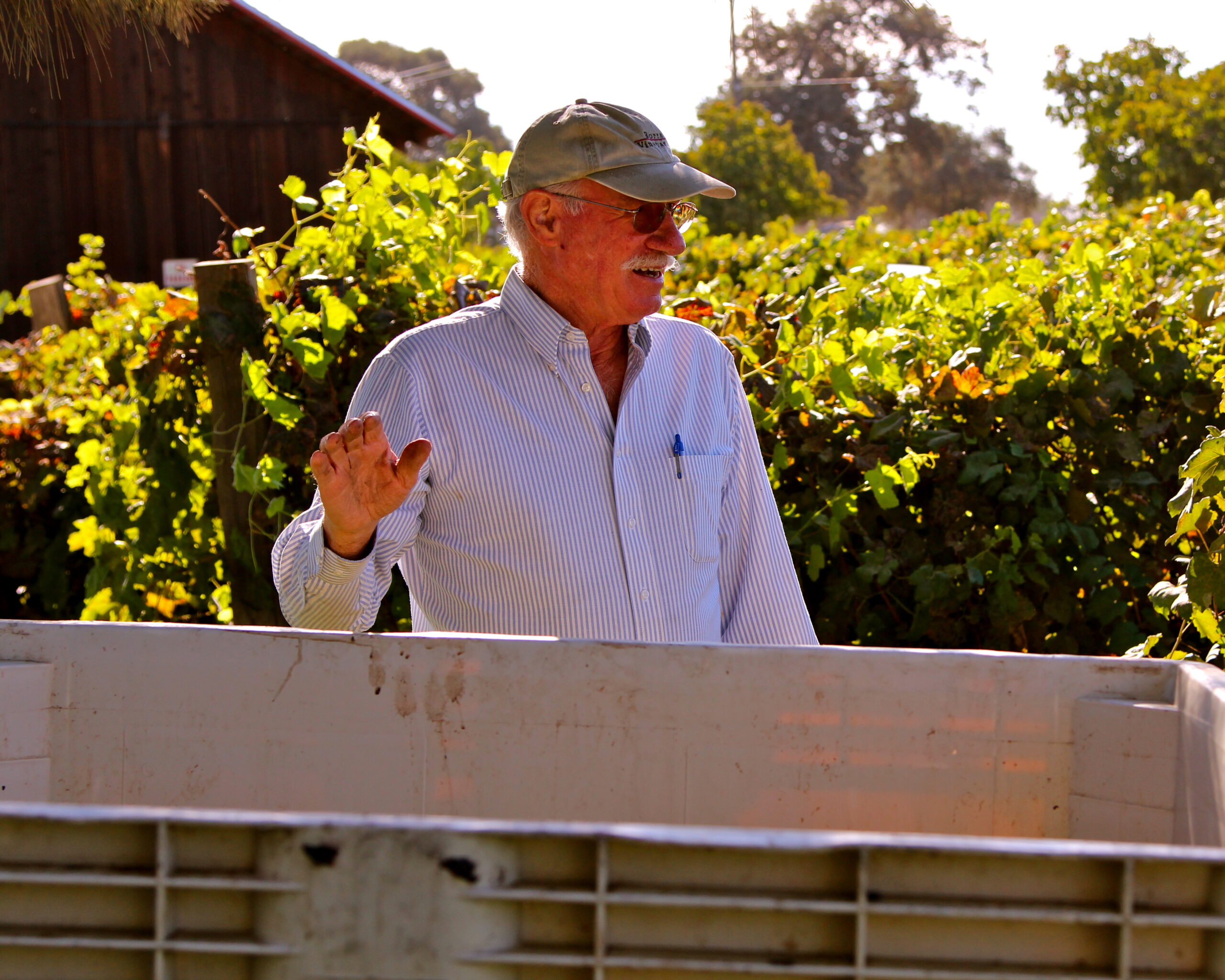 Senior man inspecting grapevines in a vineyard during daytime, wearing a cap and sunglasses, with lush green vines in the背景.