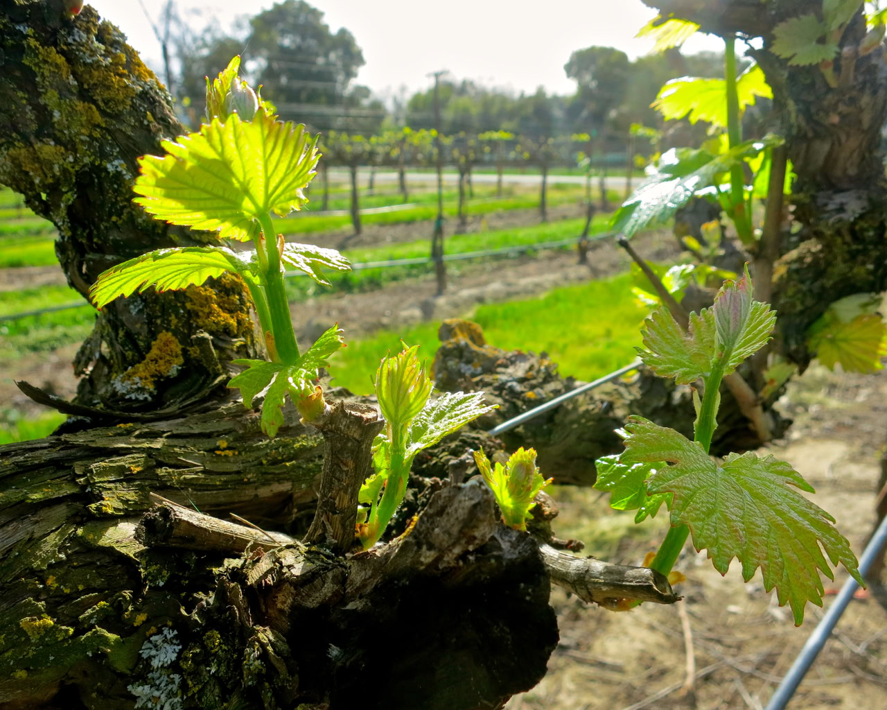Close-up of young grapevine shoots growing on a vineyard trellis in Lodi, California.