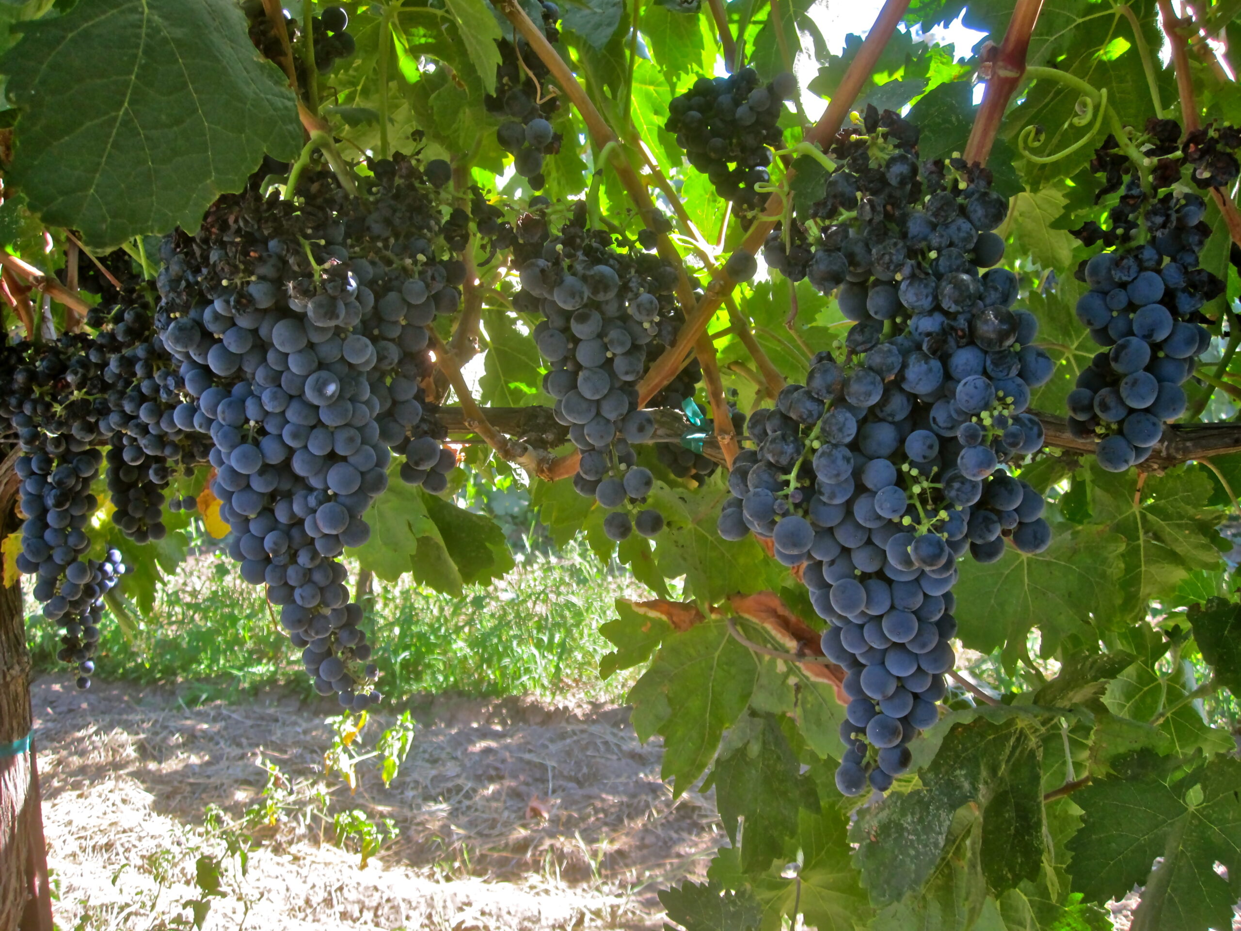 Close-up of ripe dark purple wine grapes hanging on vine in Lodi vineyard.