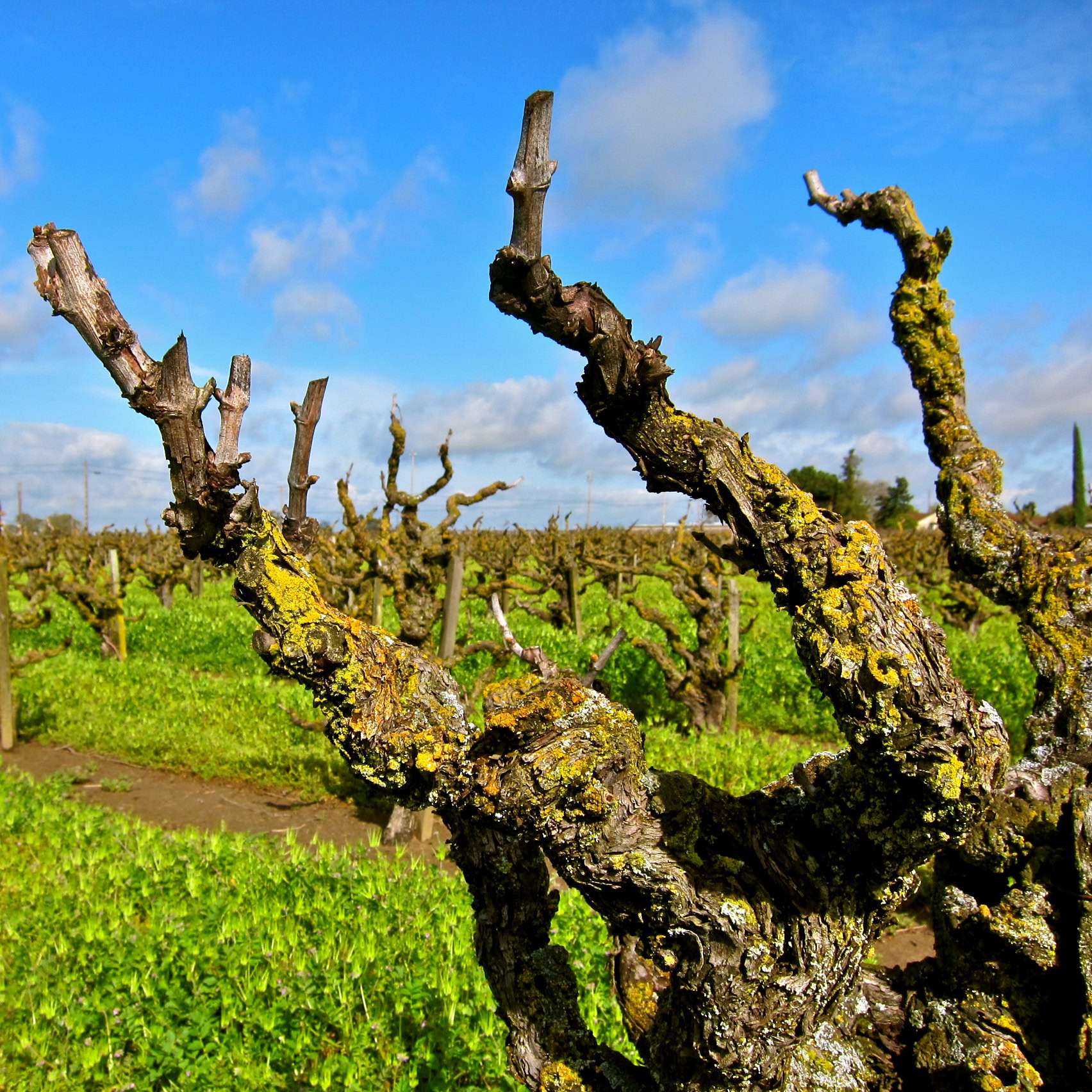 Gnarled grapevine trunk in a lush vineyard under a blue sky with clouds.