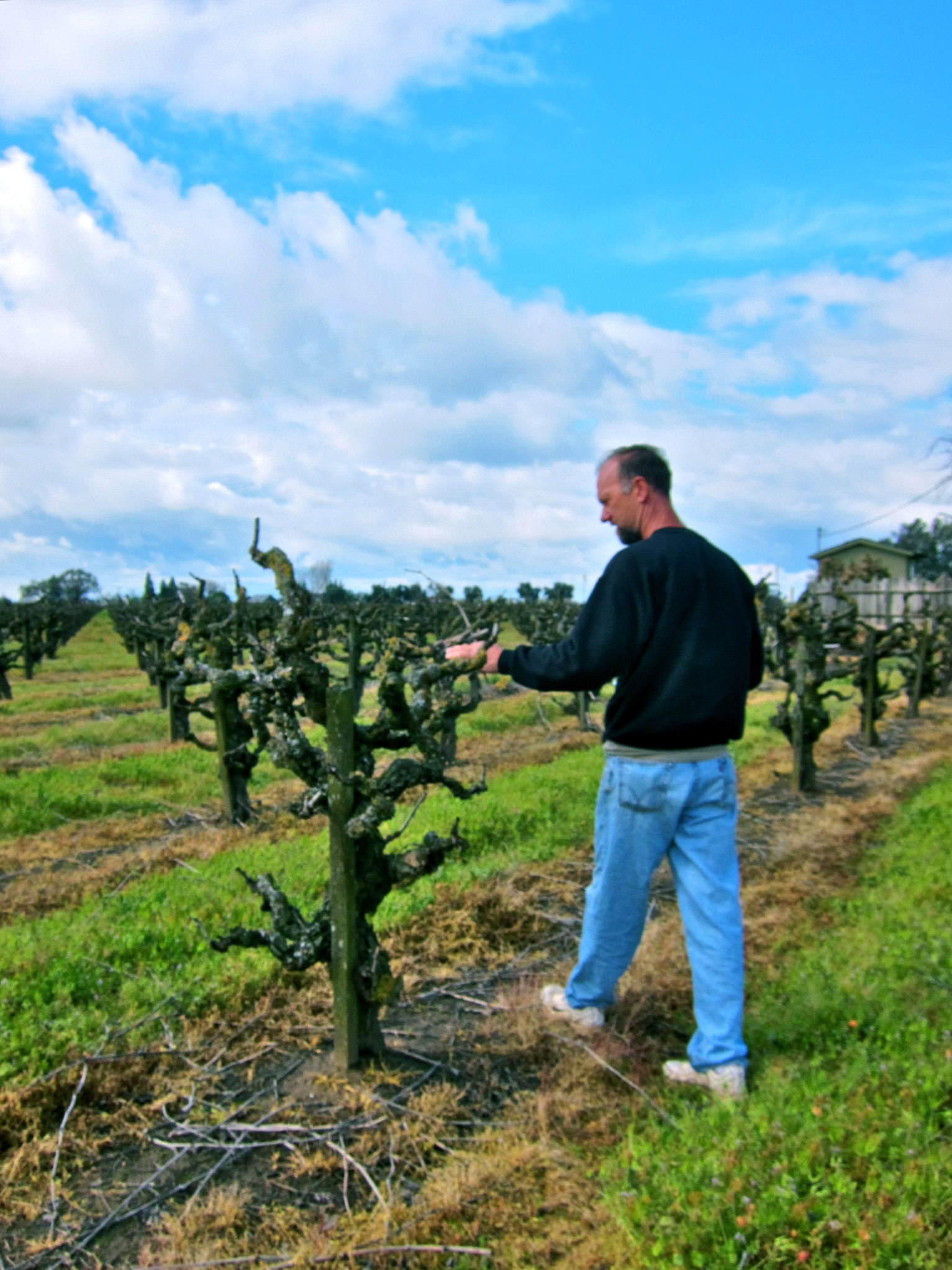Vineyard worker inspecting grapevines in Lodi wine region under blue sky.