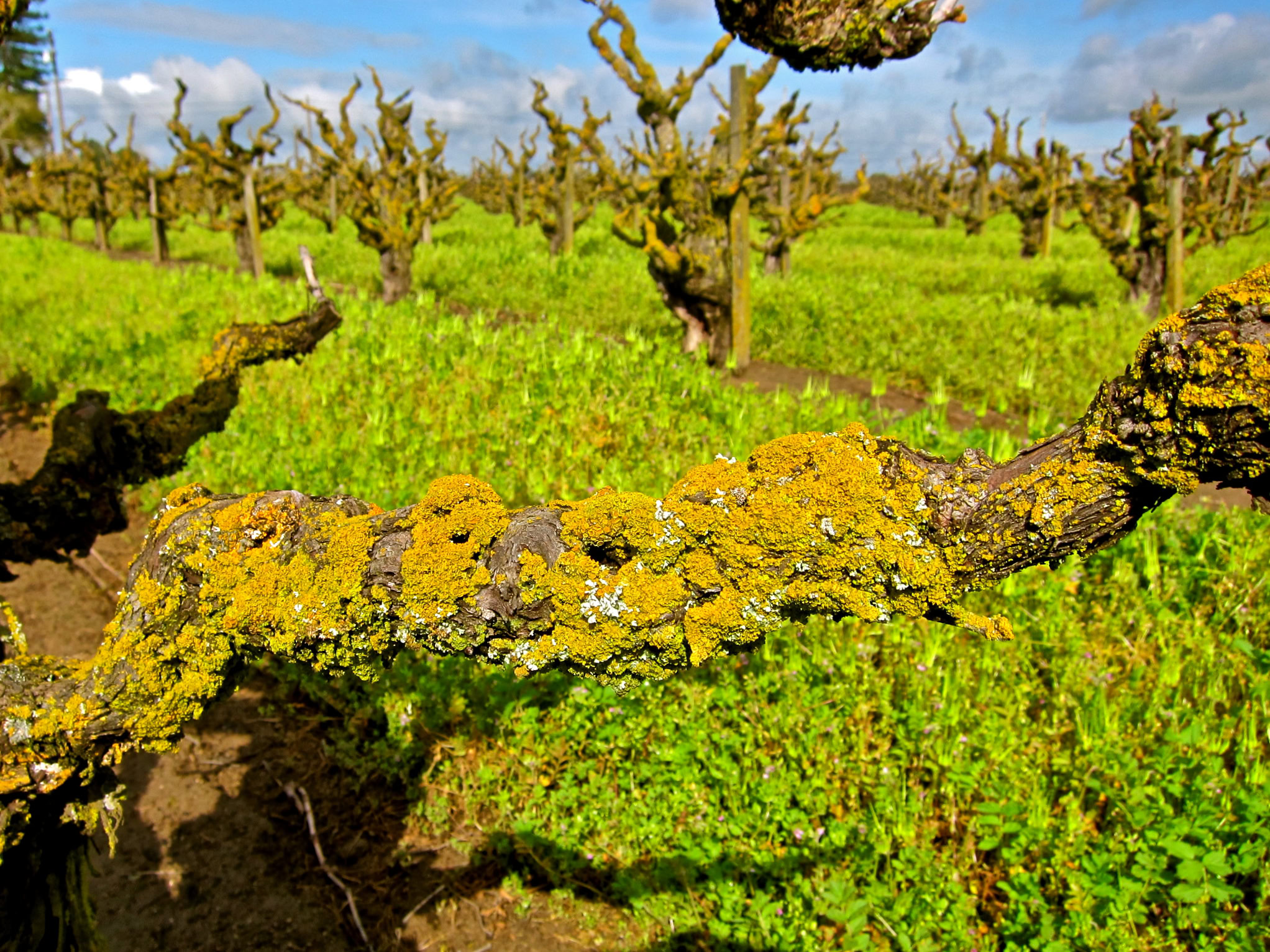 Vineyard with gnarled grapevines and lush green grass in Lodi, California, under a partly cloudy sky.