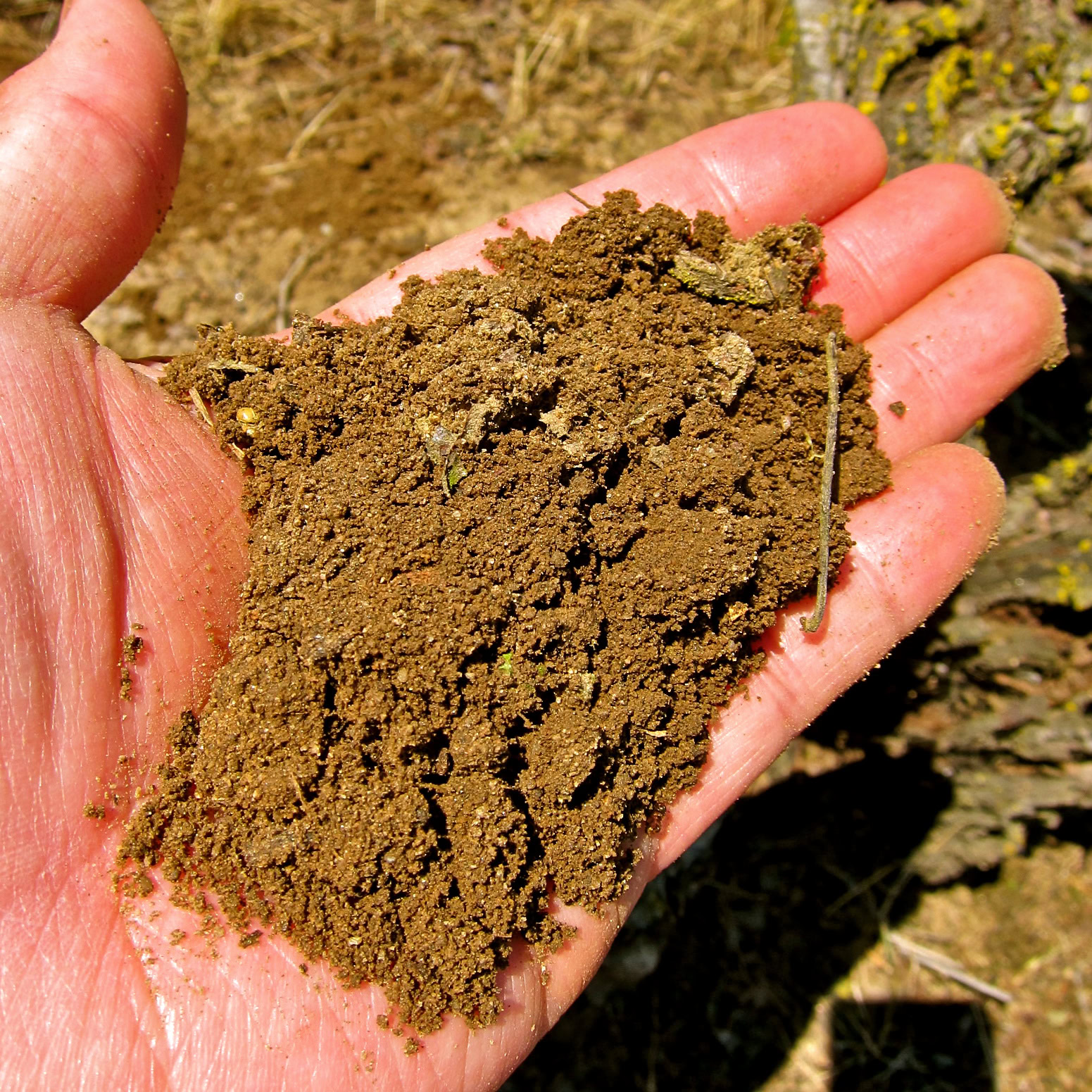 Close-up of soil sample from Lodi winegrape vineyard in a person's hand.