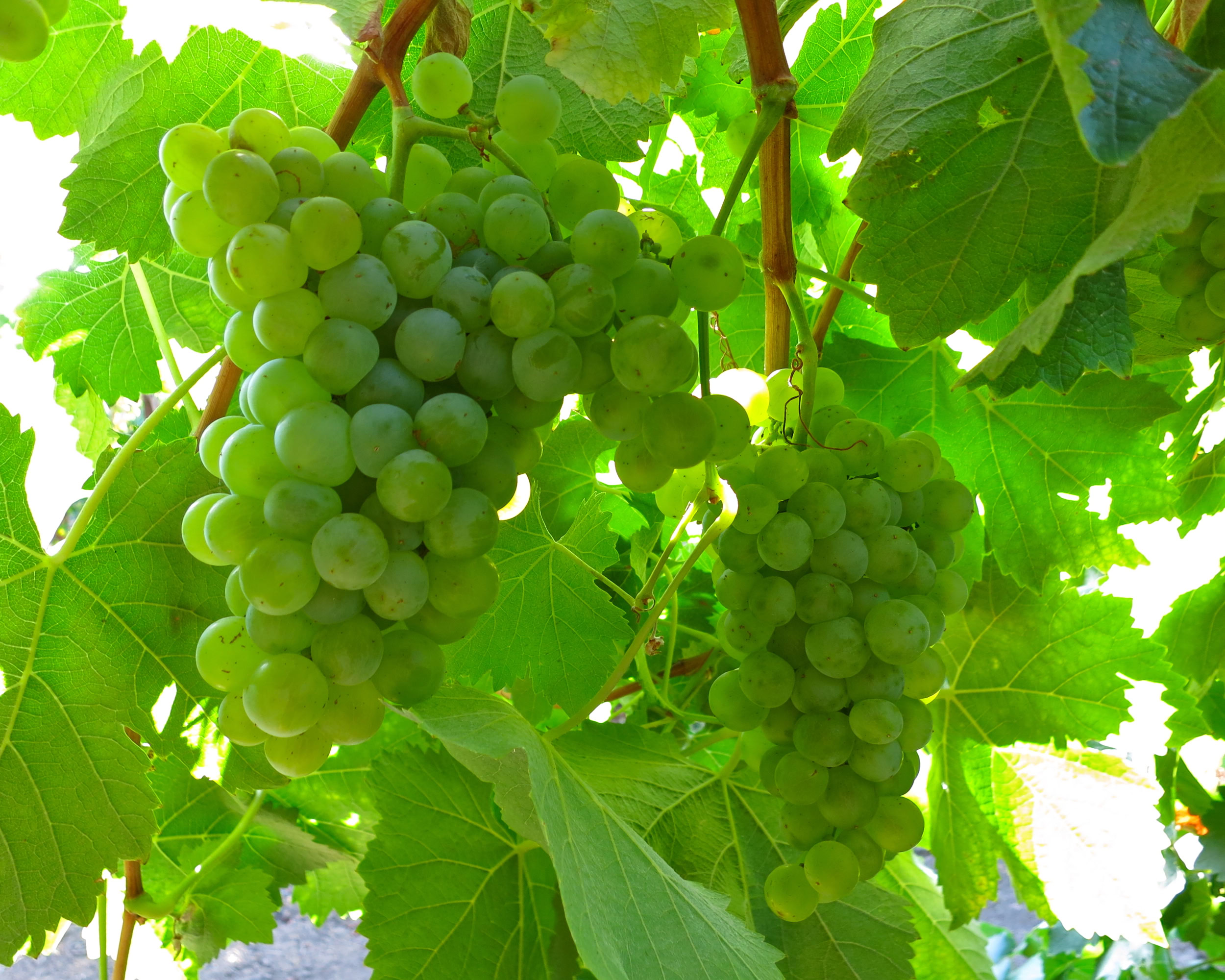 Fresh green grapes hanging in a vineyard with lush green leaves for wine production.