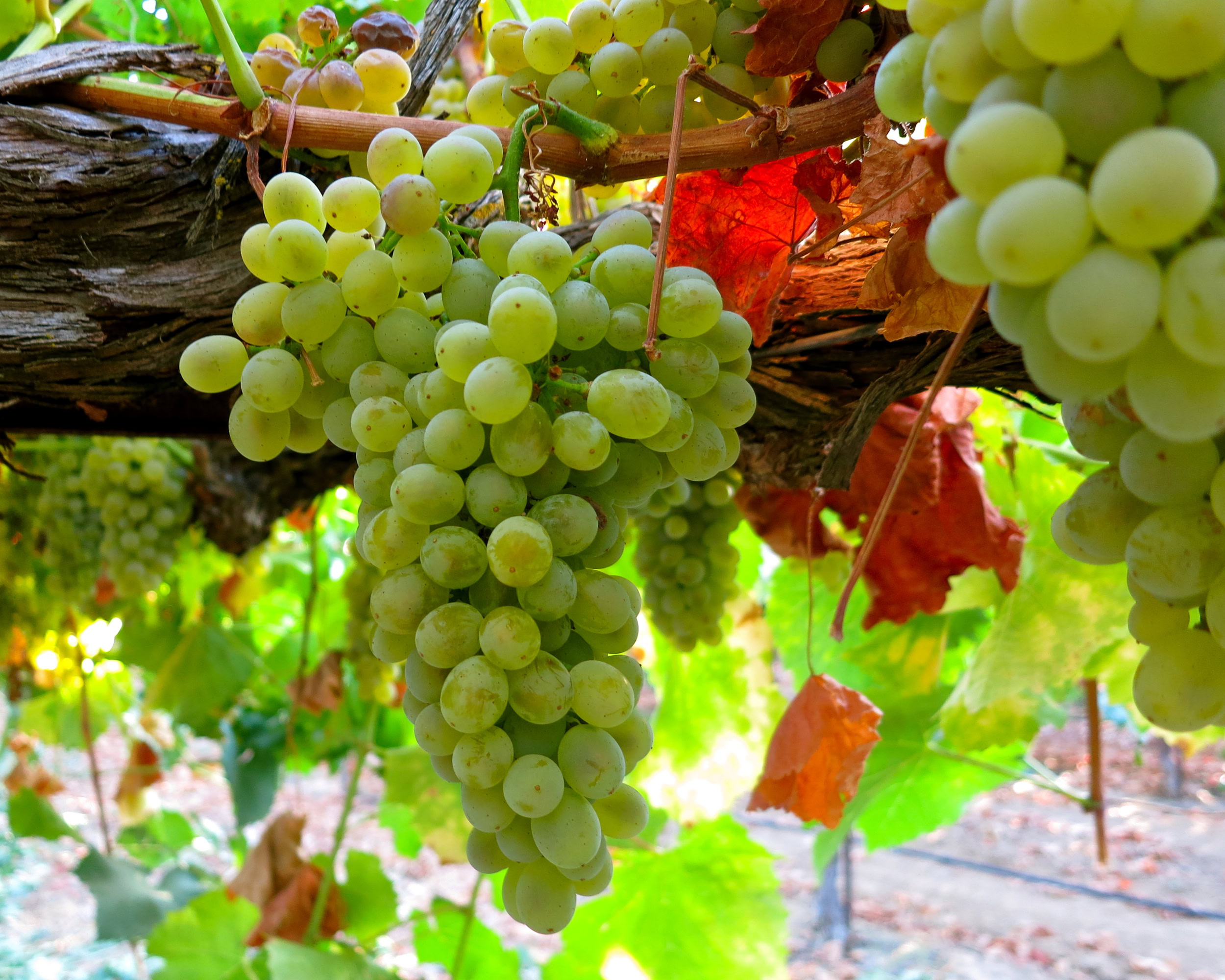 Close-up of green winegrapes hanging on vine in Lodi wine region, California.
