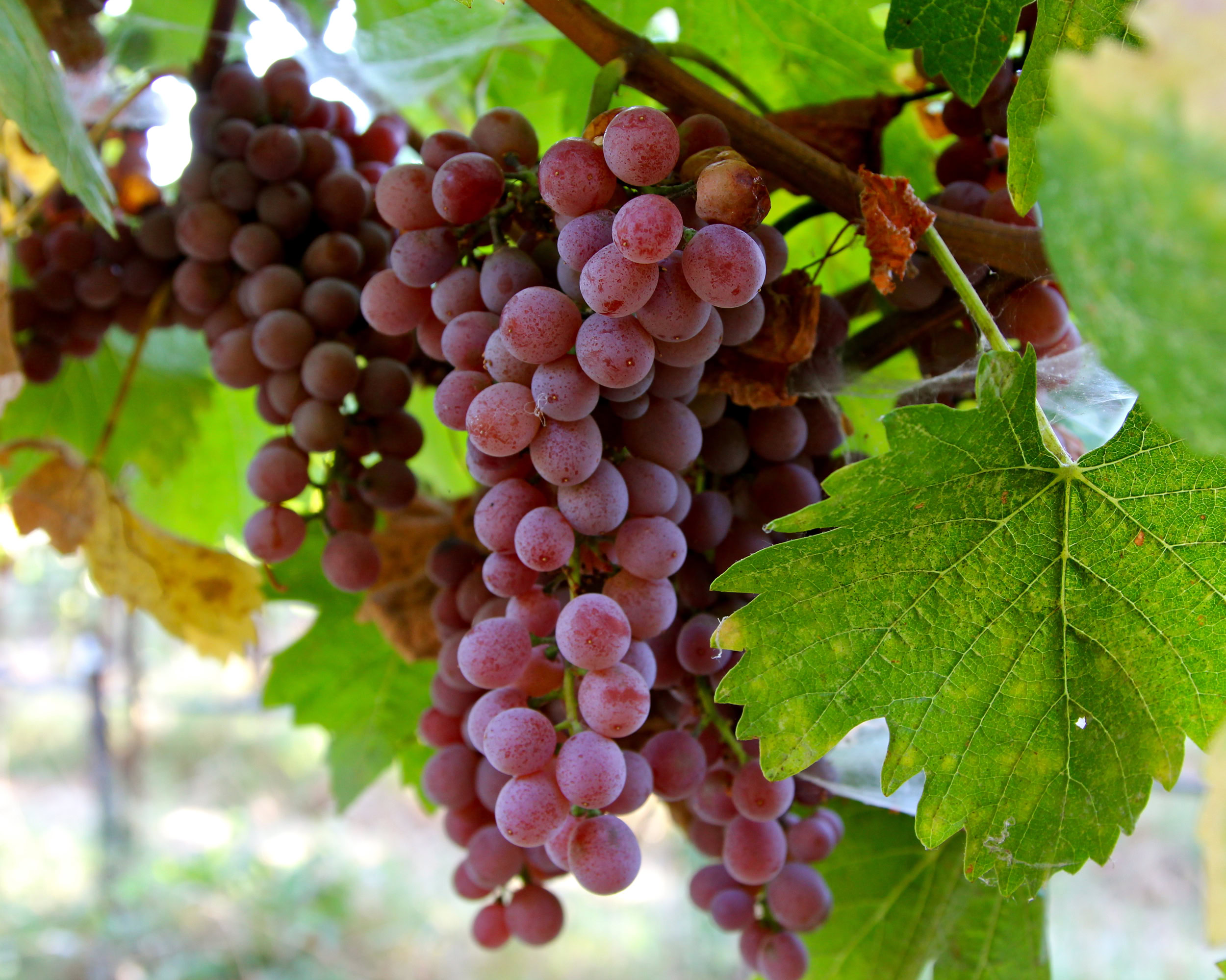 Close-up of ripe red wine grapes hanging on the vine in Lodi, California.