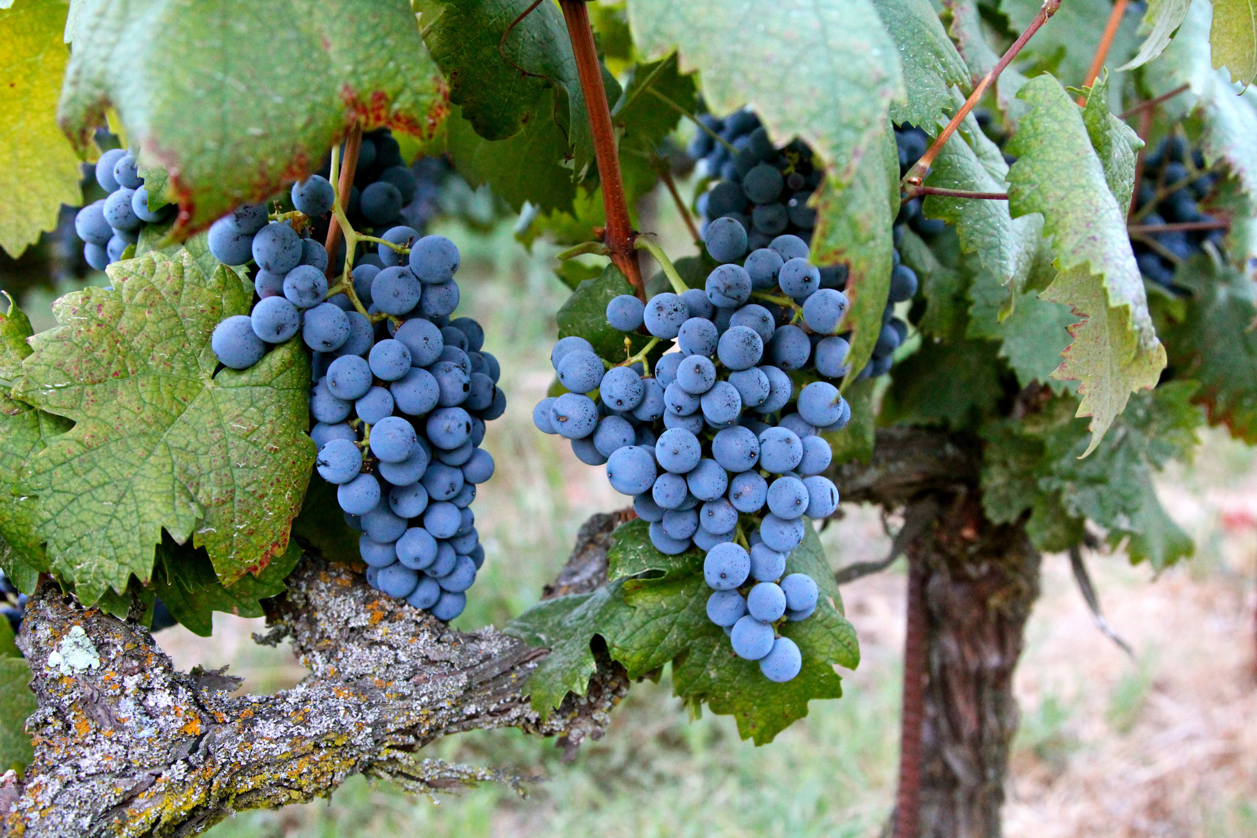 Close-up of ripe blue winegrapes on a vine in Lodi wine region, California.