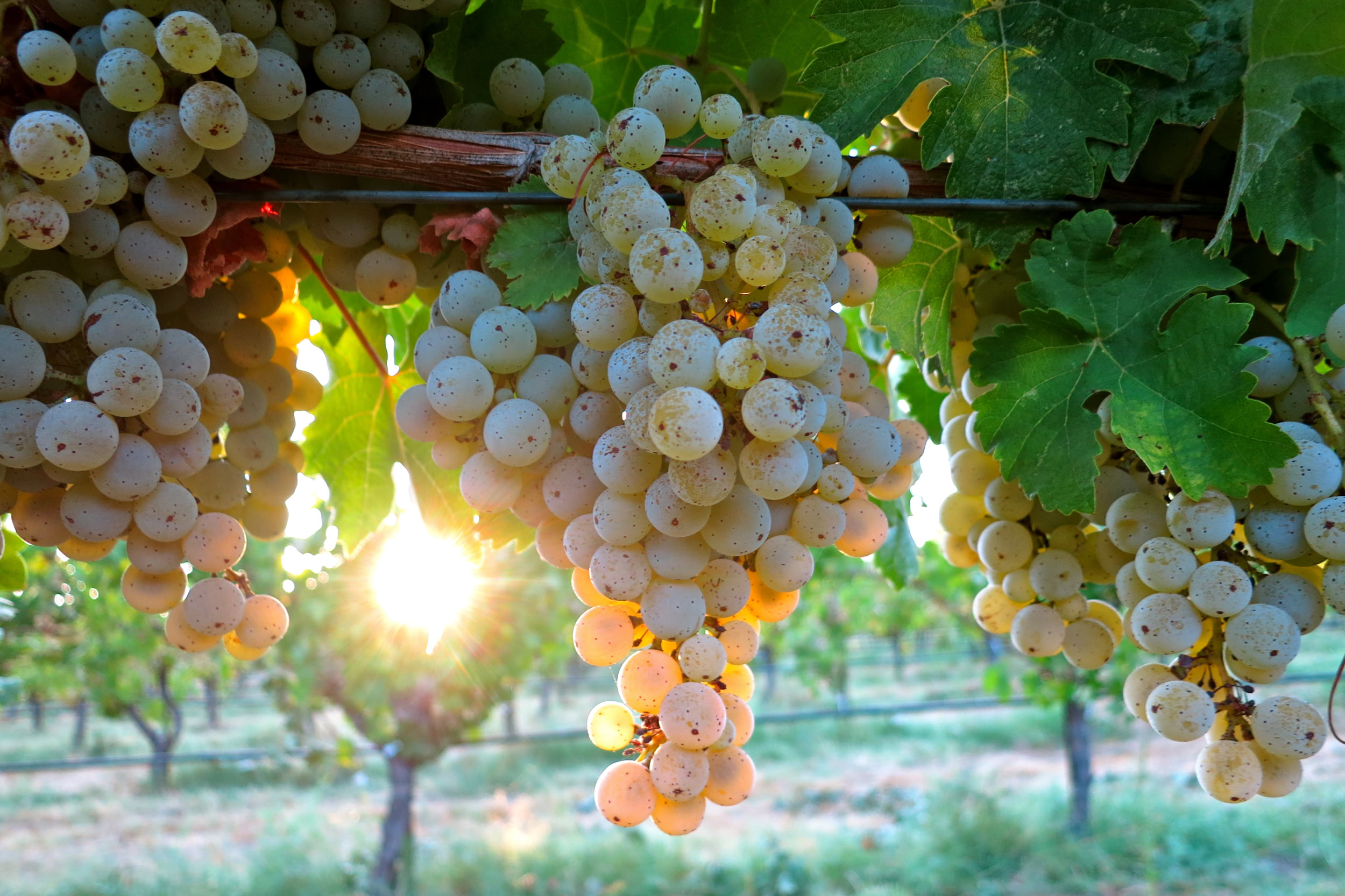 Close-up of ripe white wine grapes hanging on the vine at sunset in Lodi, California.