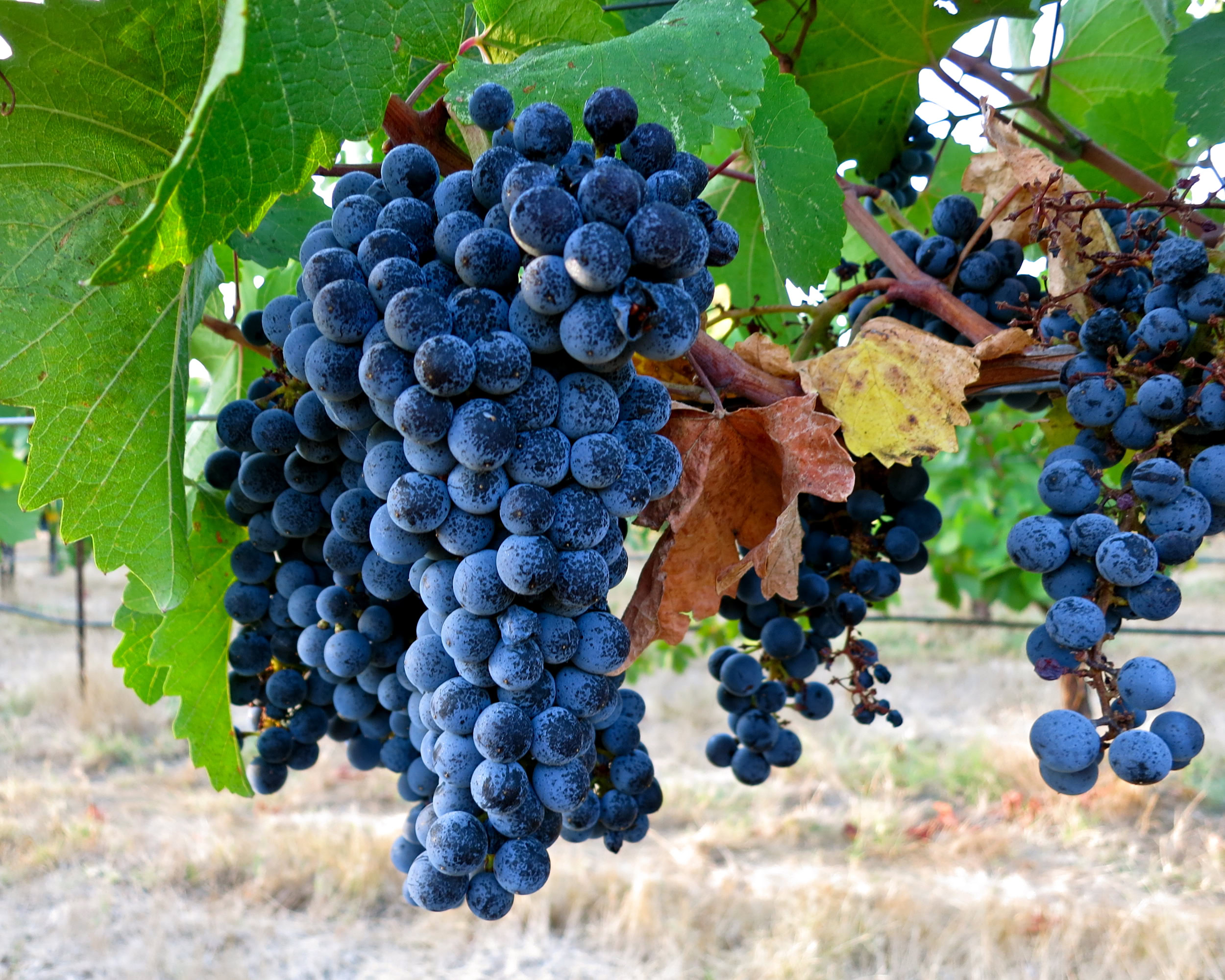 Close-up of ripe dark purple winegrapes hanging on the vine in Lodi, California.
