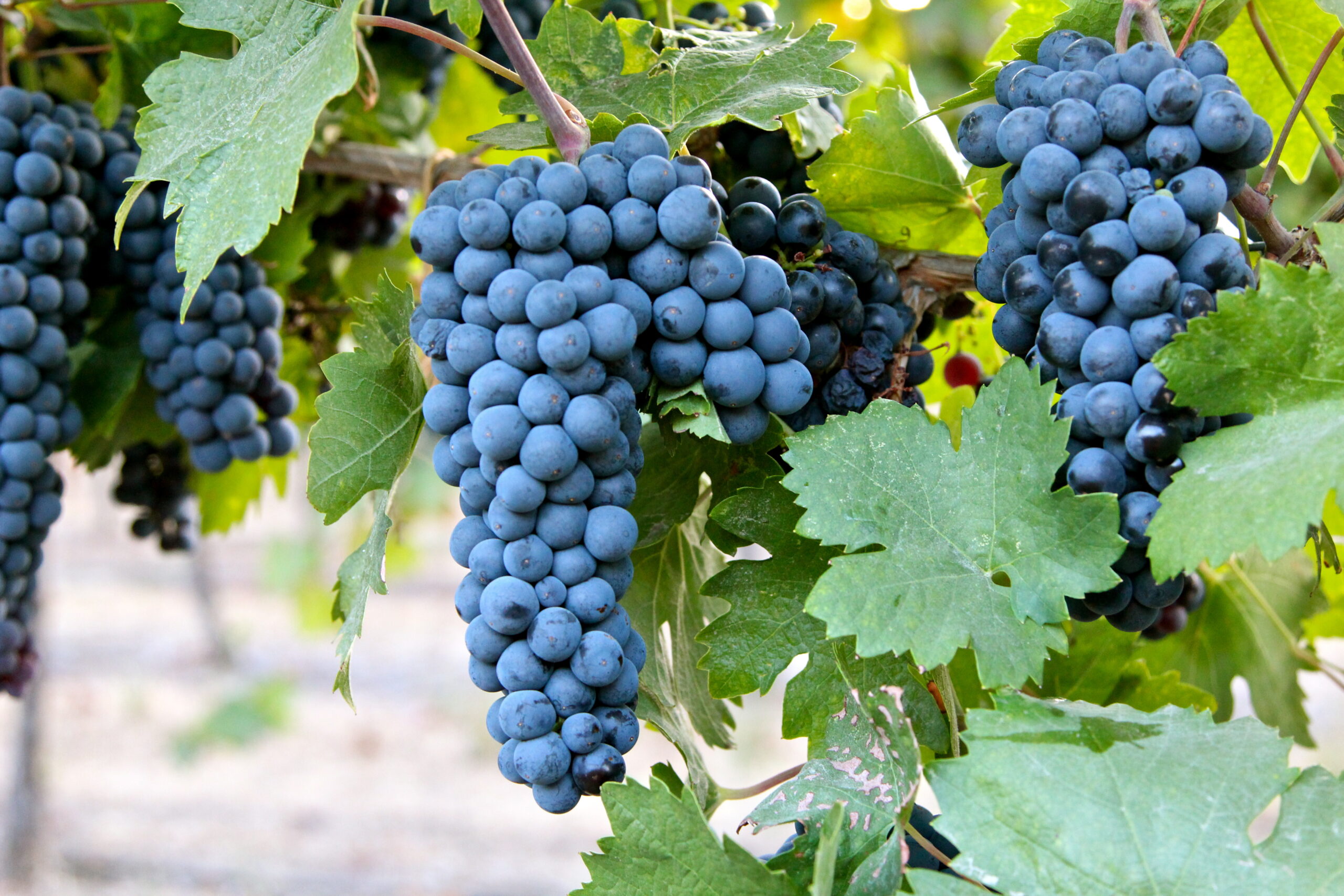 Close-up of ripe blue winegrapes hanging on the vine in Lodi, California.