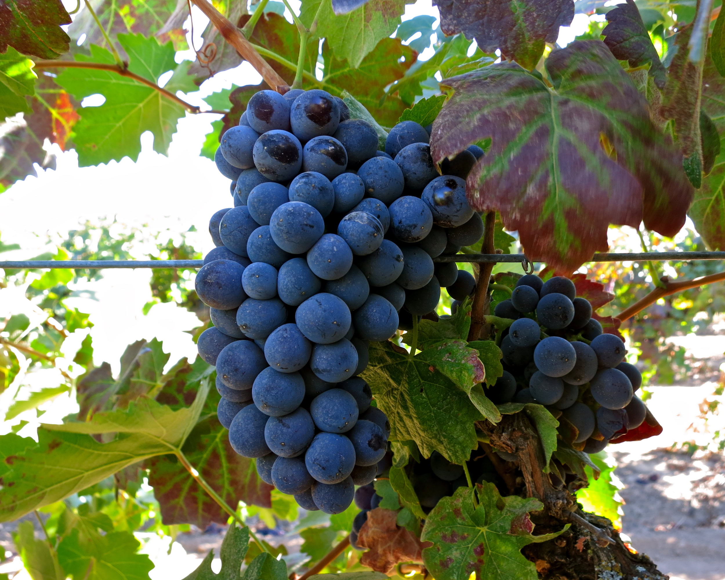 Close-up of a ripe blue winegrape cluster on the vine in Lodi, California.