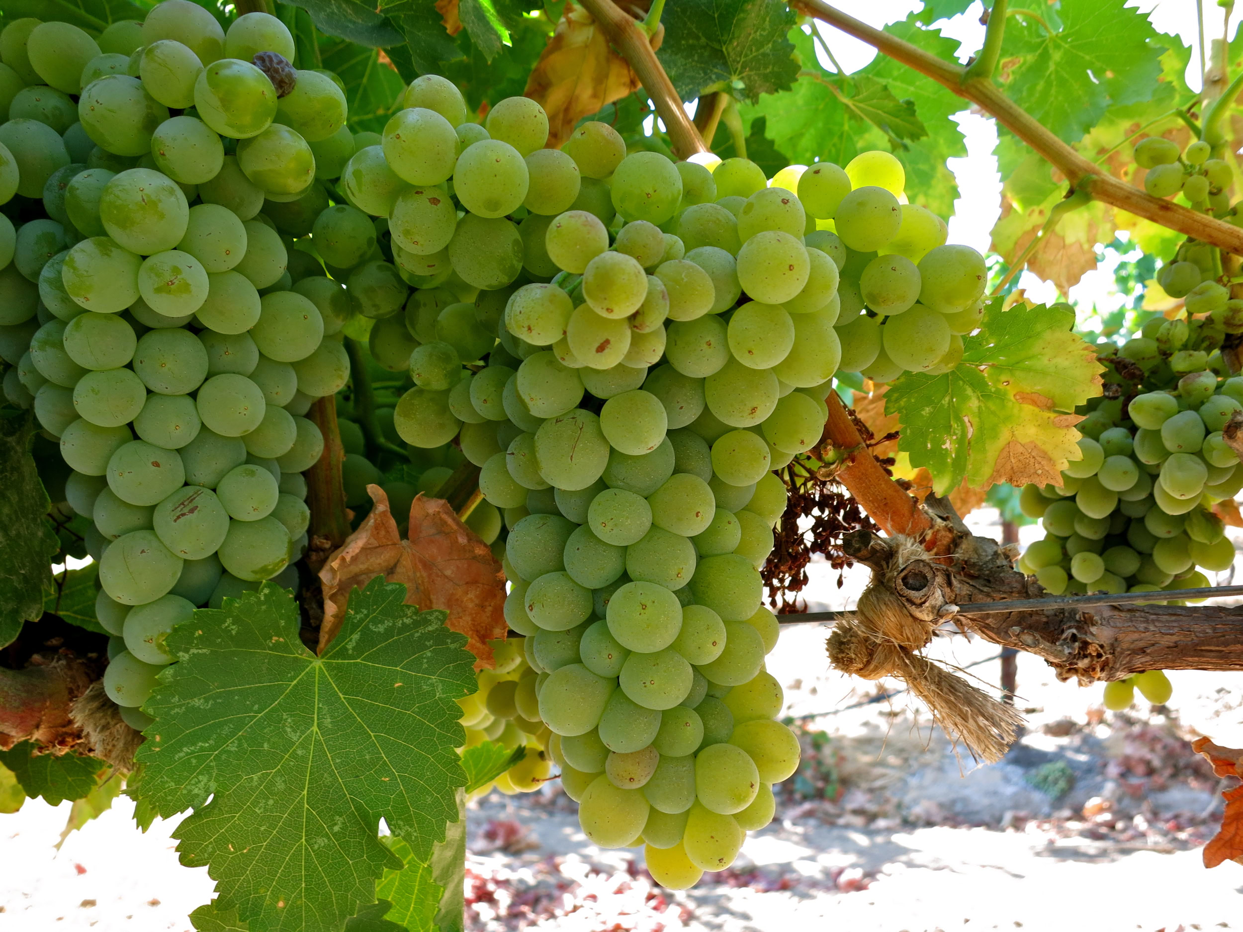 Close-up of green winegrapes hanging on the vine in Lodi, California, ready for harvest.