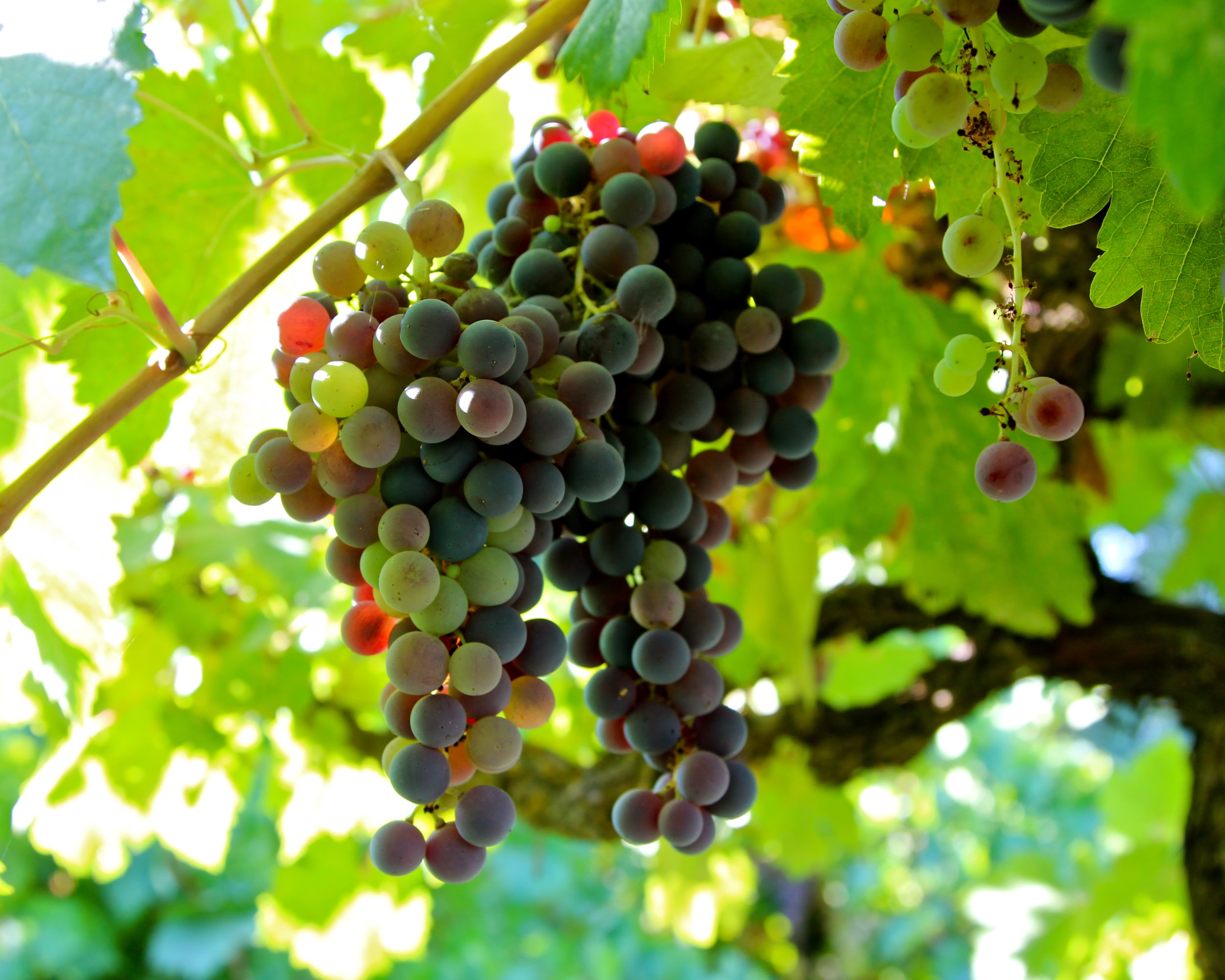 Close-up of ripe wine grapes hanging on a vine in Lodi, California, with green leaves and sunlight filtering through.