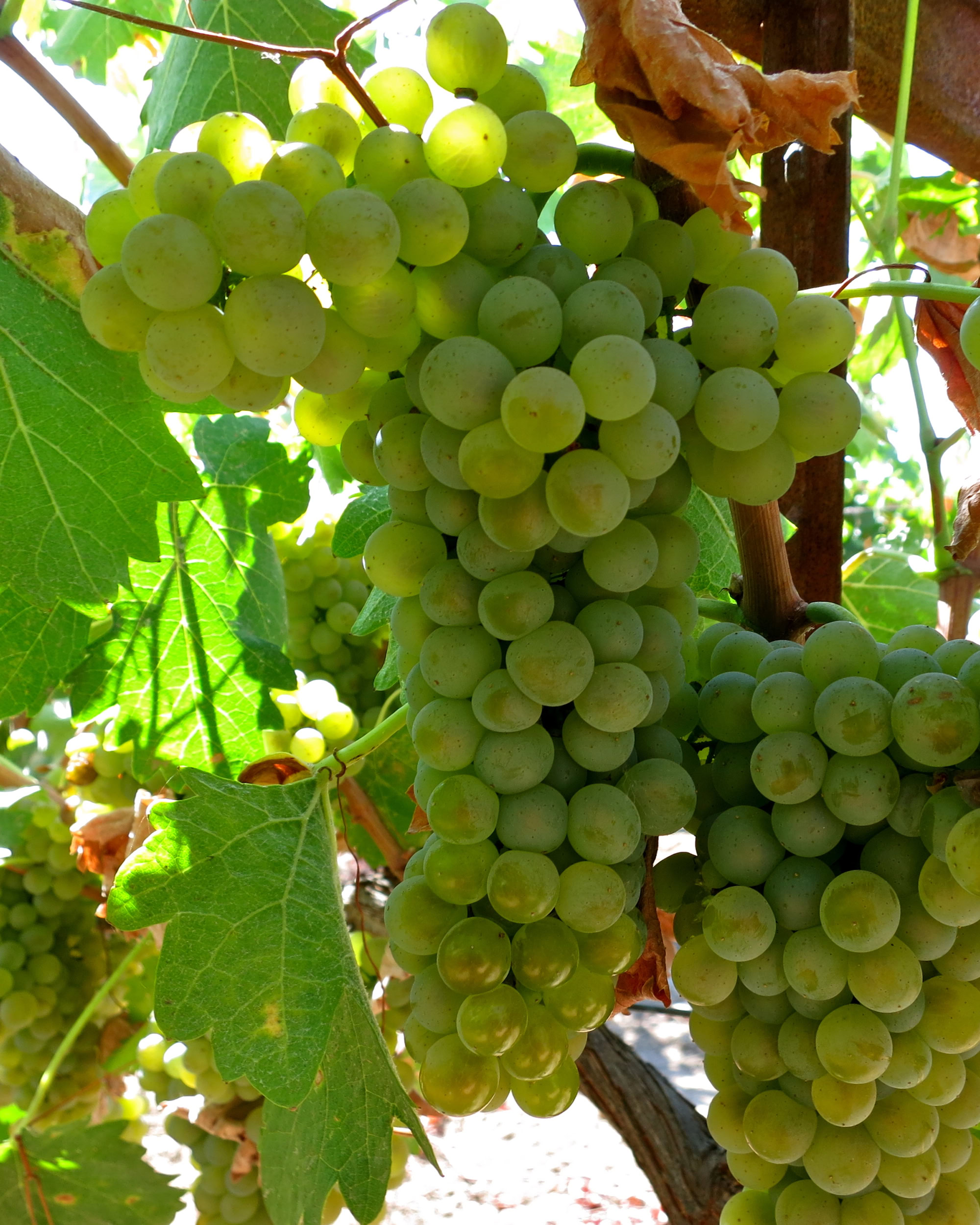Close-up of a green winegrape cluster on the vine, with sunlight filtering through leaves.
