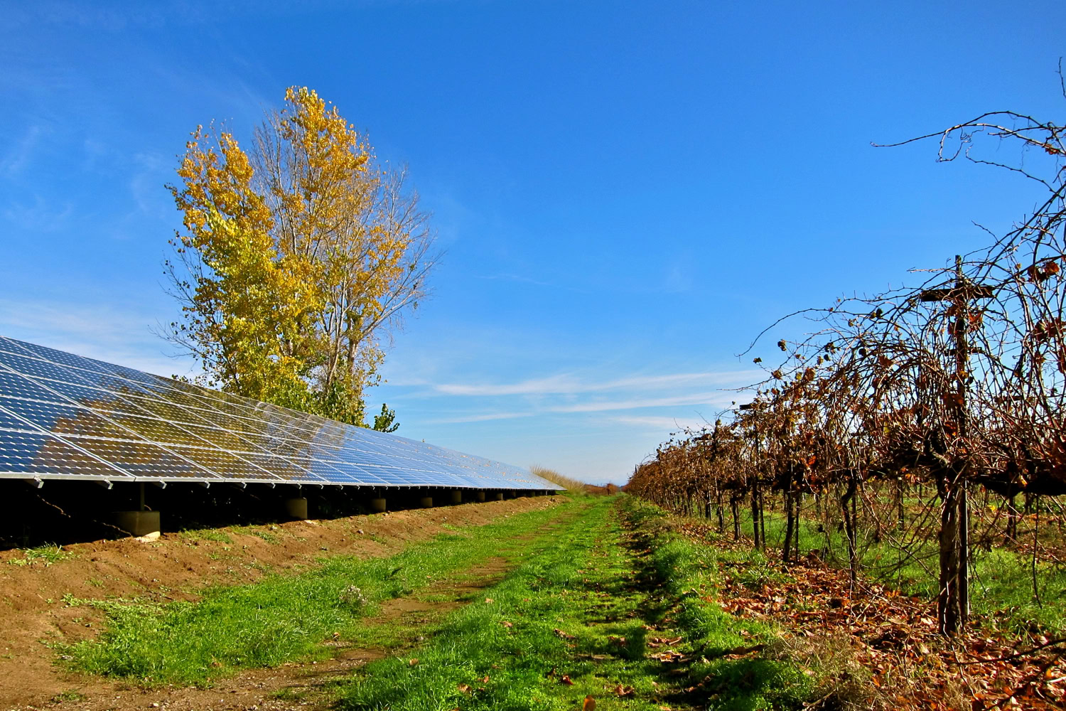 Lodi winegrape vineyard with solar panels and autumn trees under a clear blue sky.