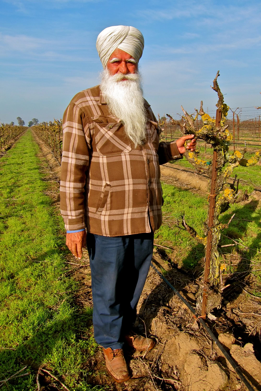 Elderly Sikh man with white beard and turban standing in vineyard with grapevines.
