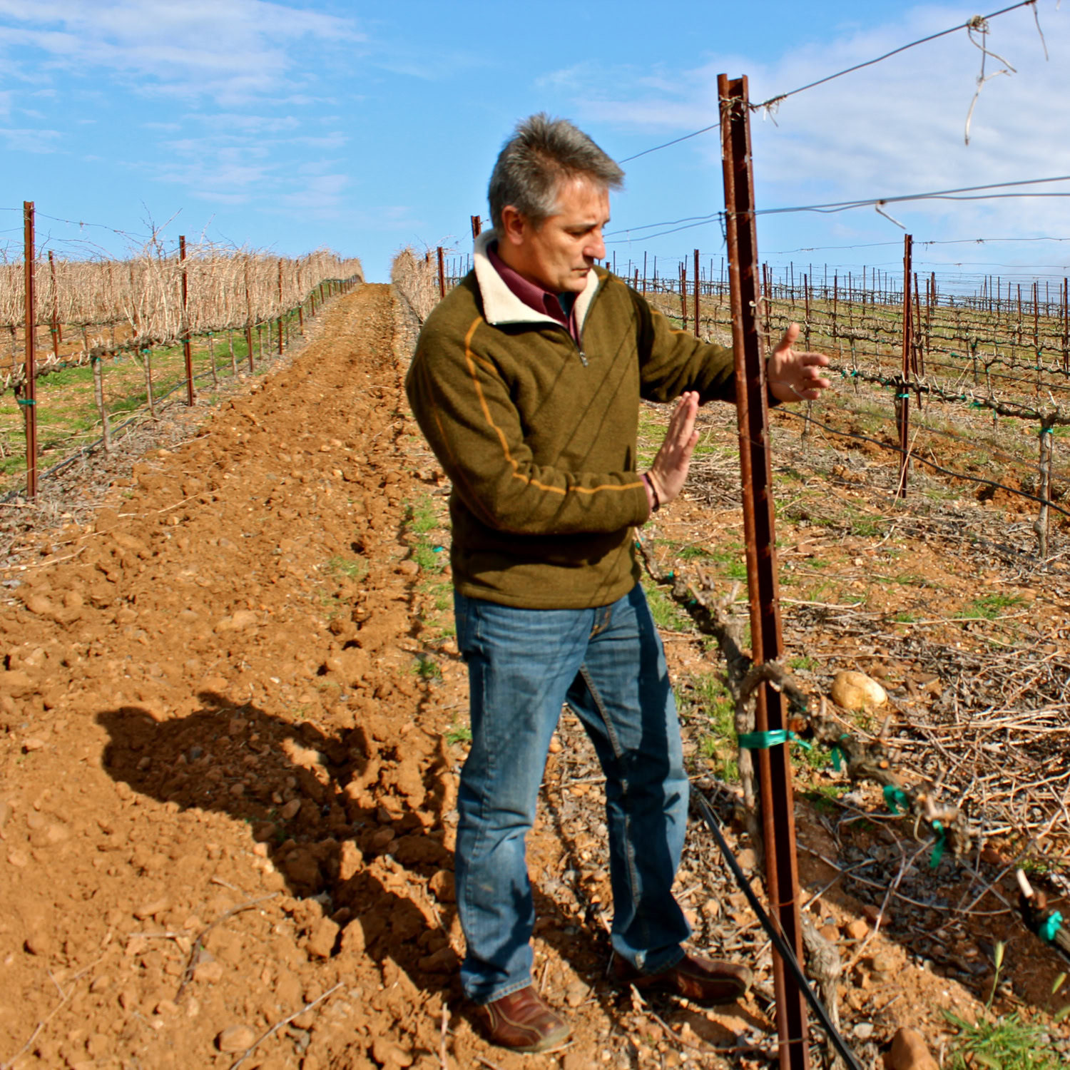 Man inspecting grapevines in a Lodi vineyard during daytime with clear sky.