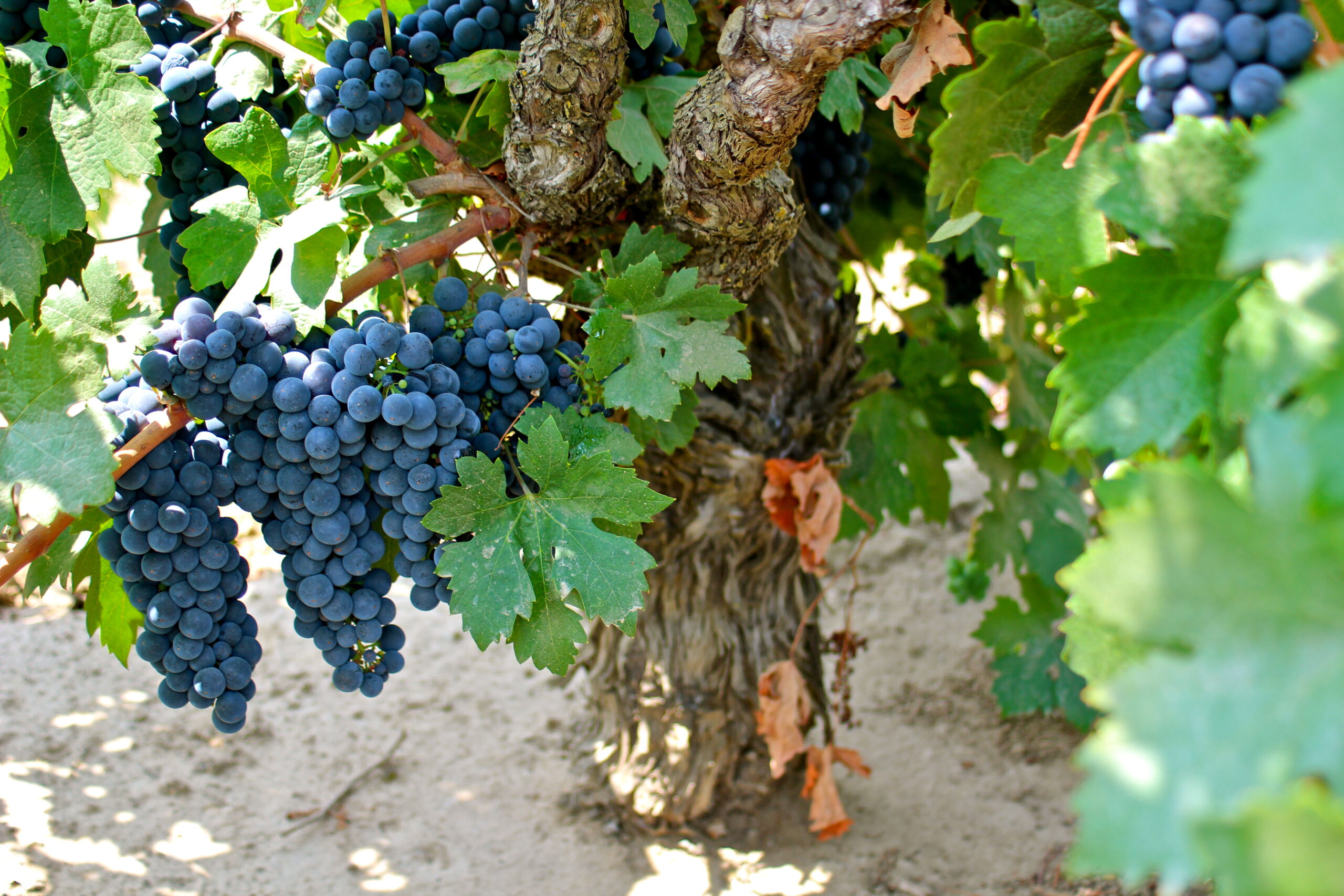 Close-up of a grapevine with dark purple grapes ripening on the vine in Lodi, California.