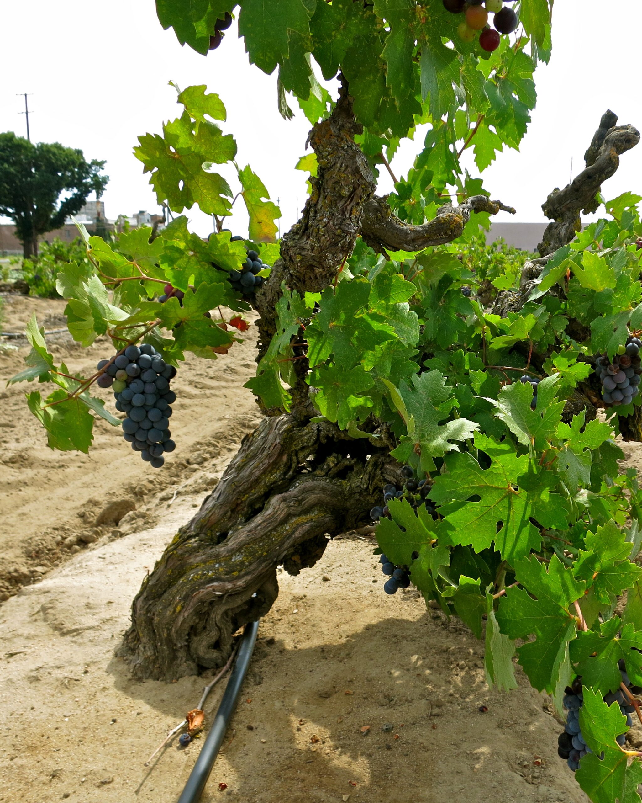 Close-up of a gnarled wine grapevine with ripe grapes in a Lodi vineyard.