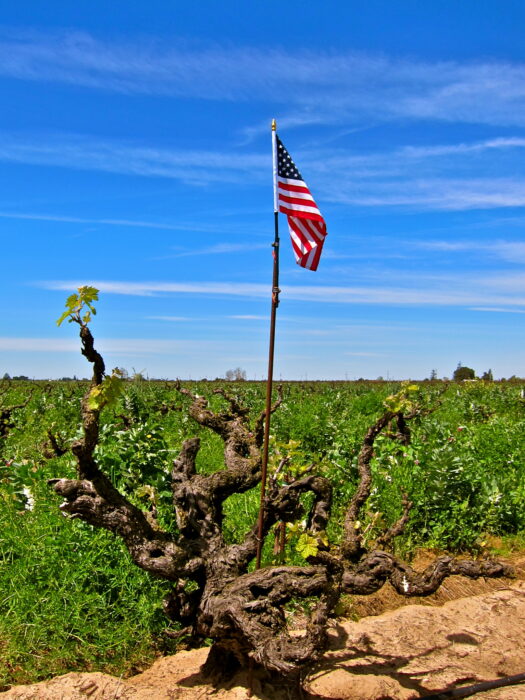Vineyard with gnarled grapevine and American flag under blue sky in Lodi, California.