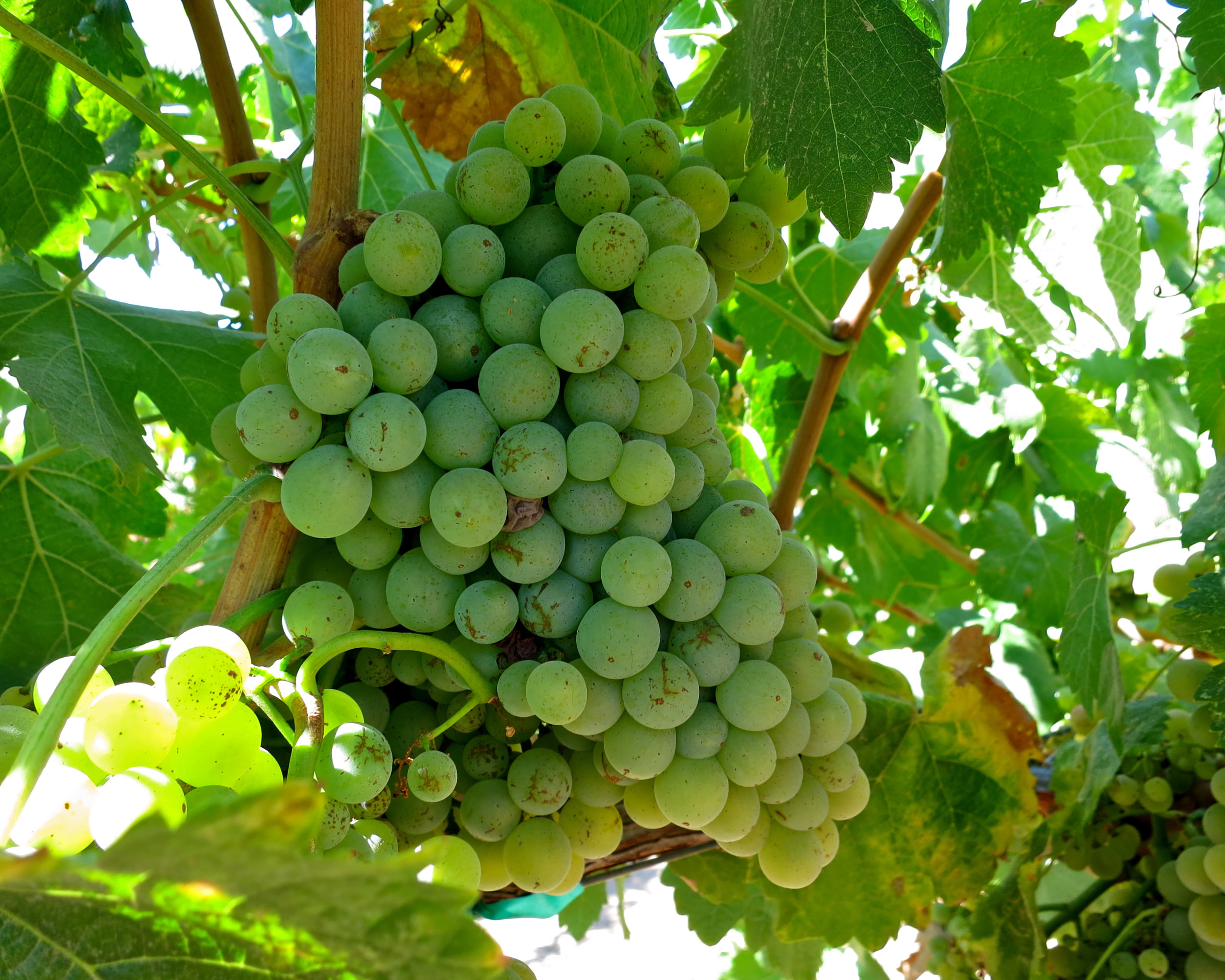 Close-up of a green grape cluster on the vine, ready for harvest in Lodi wine region.