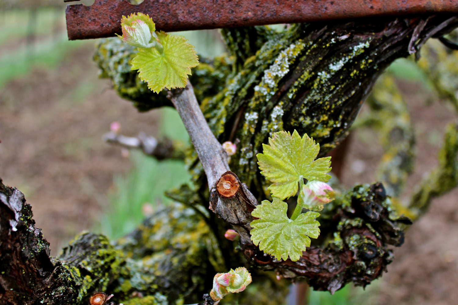 Close-up of grapevine buds and new leaves on a vineyard vine in Lodi, California.