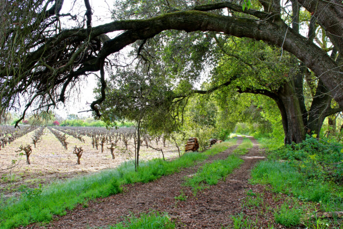 Scenic view of a vineyard in Lodi with grapevines and large trees providing shade.