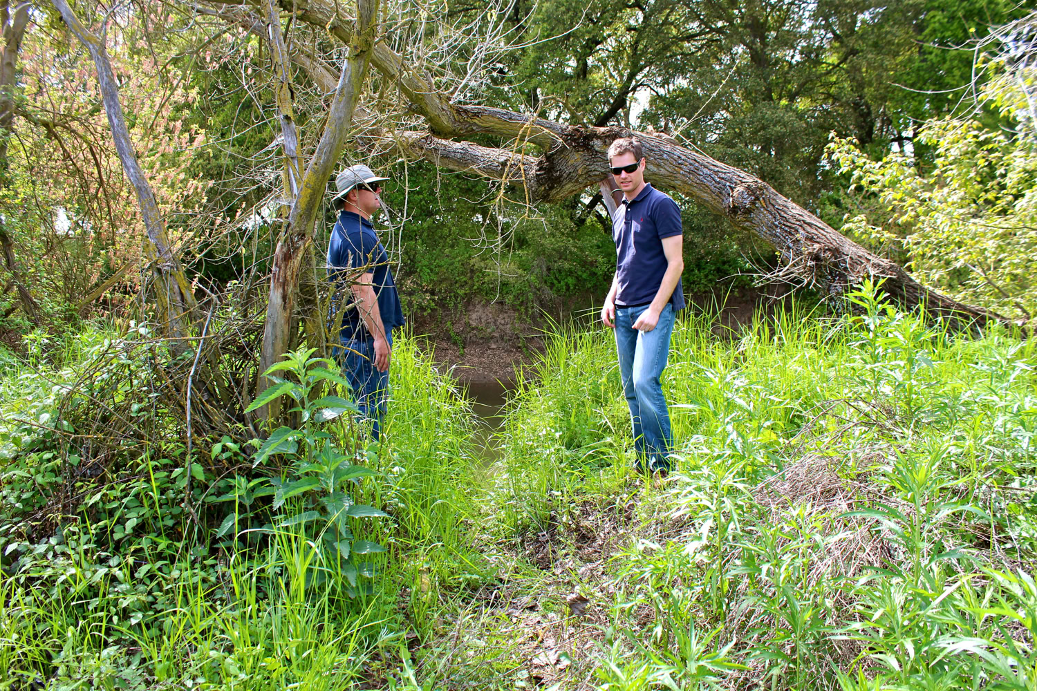 Two men inspecting a fallen tree in a lush vineyard area for Lodi Winegrape Commission.