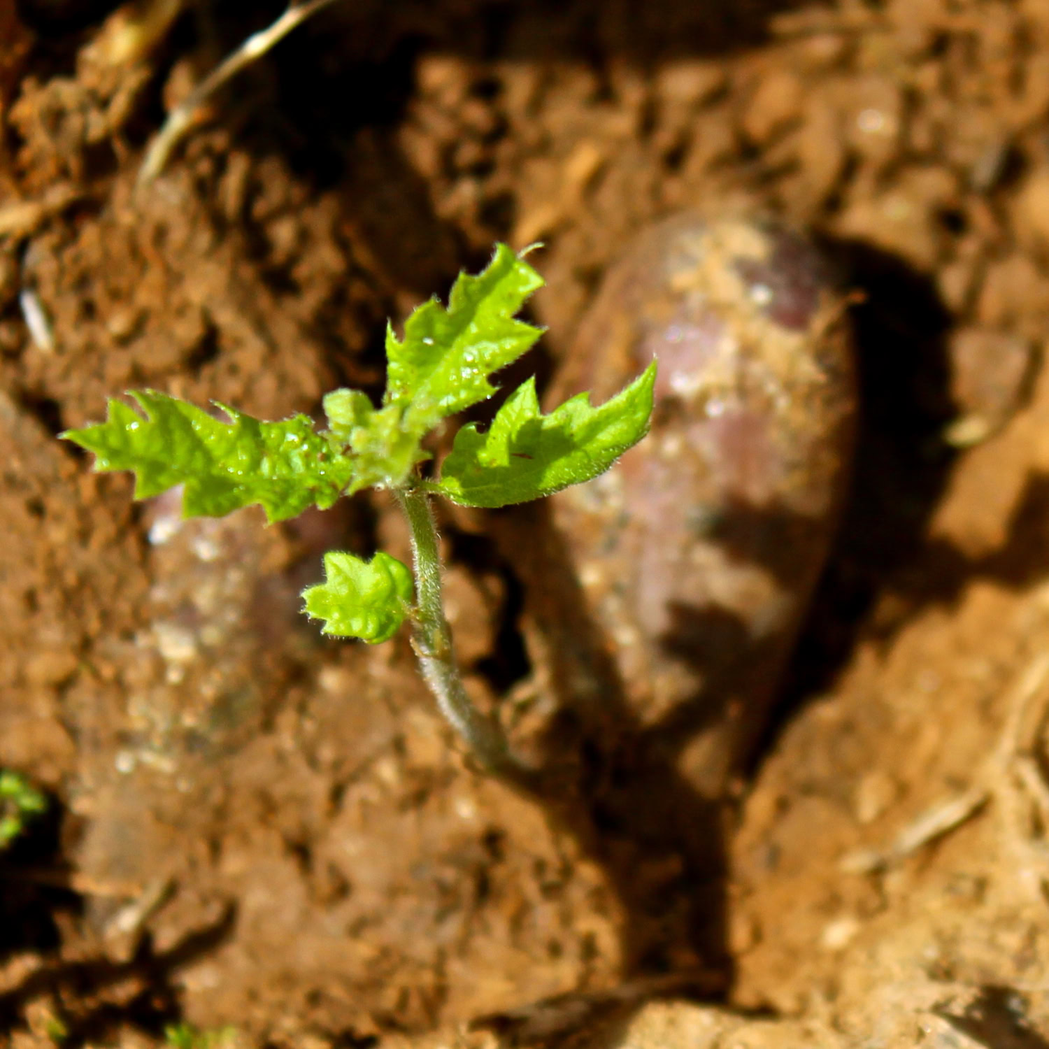 Young winegrape seedling sprouting from soil in Lodi wine region, California.