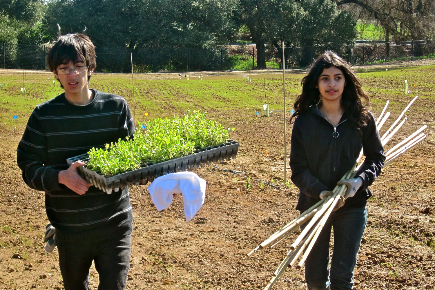 Two young volunteers planting grapevines for Lodi Winegrape Commission in a vineyard.