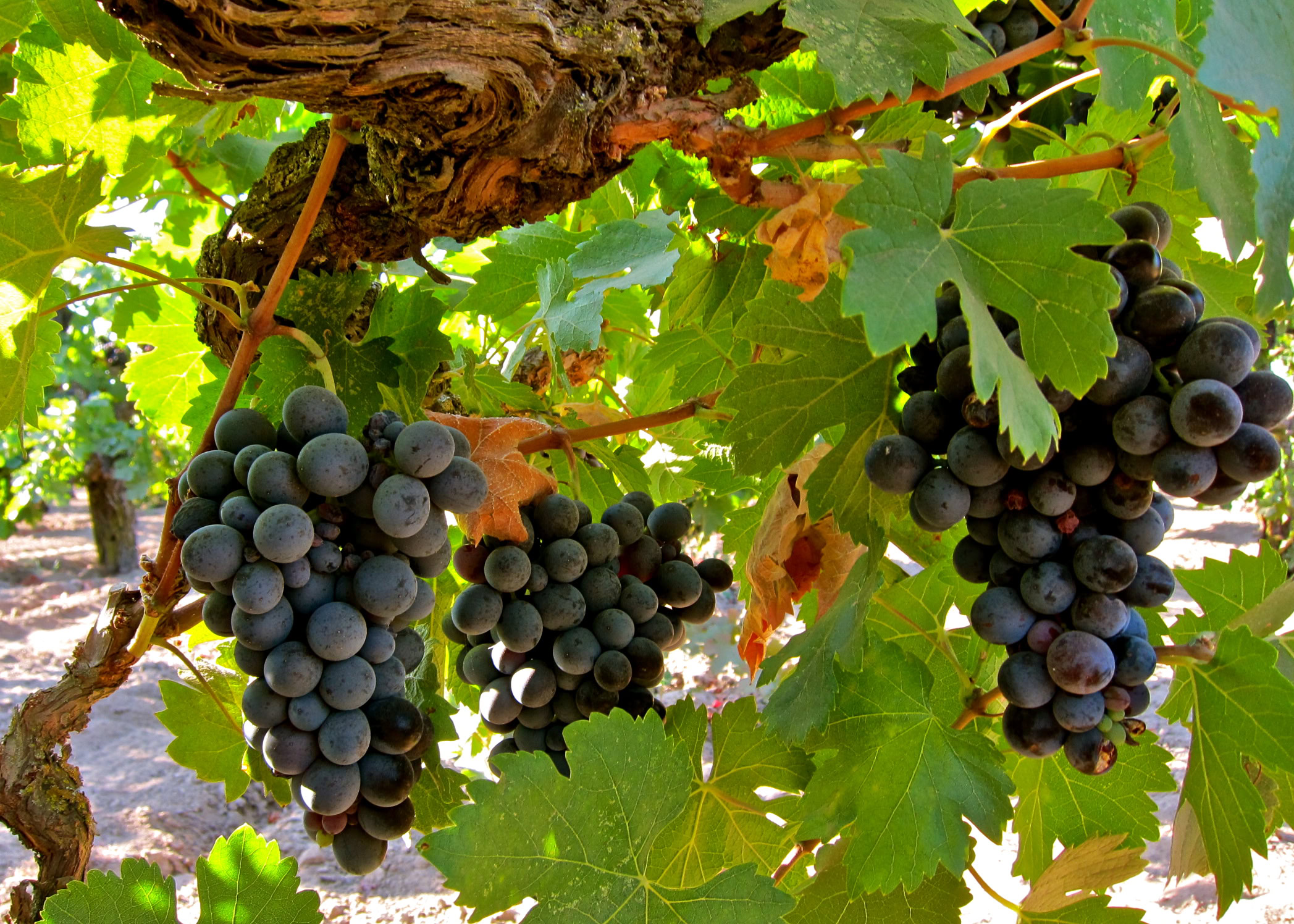 Close-up of ripe dark purple wine grapes hanging from vine with green leaves in Lodi vineyard.