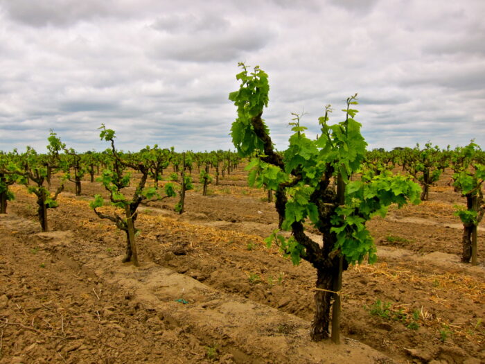 Vineyard in Lodi with young grapevines under cloudy sky, showcasing premium wine grape cultivation.