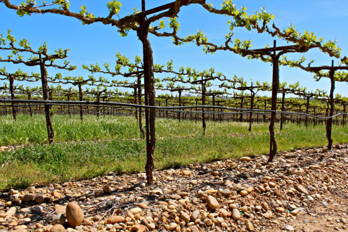 Lodi winegrape vineyard with young vines, rocky soil, and clear blue sky, showcasing premium grape growing in California.