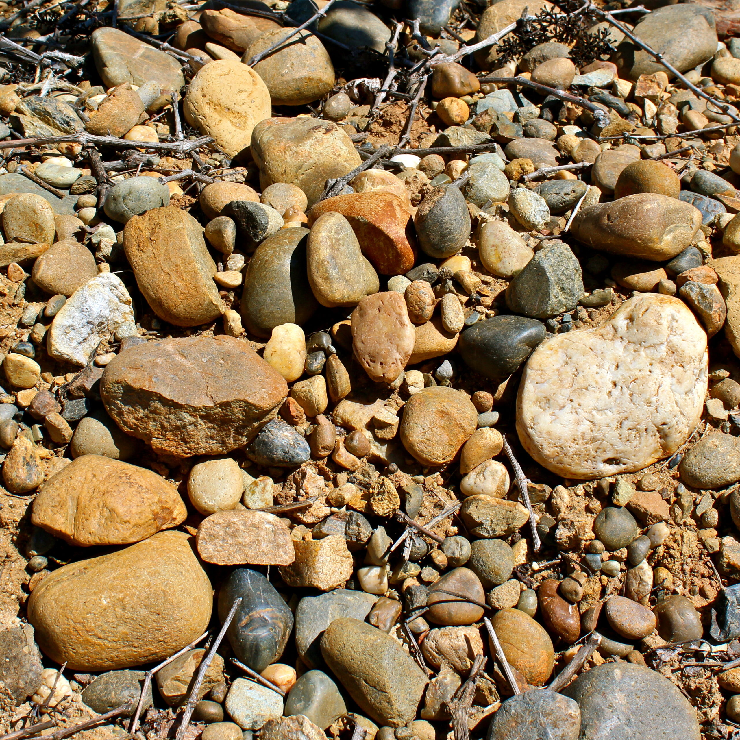Close-up of various small rocks and pebbles on the ground in Lodi wine region.