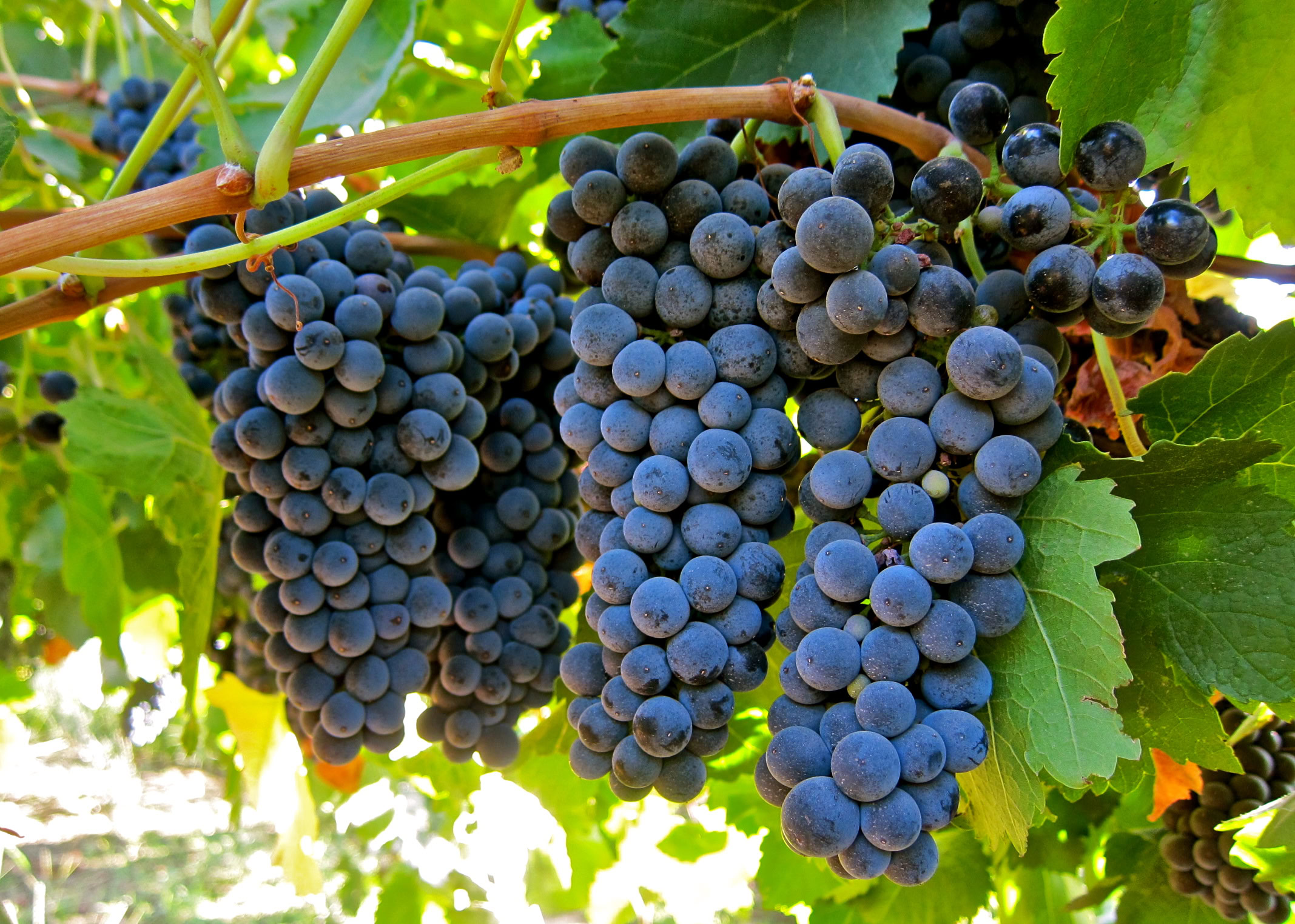 Close-up of ripe dark purple winegrapes hanging on the vine in Lodi, California.