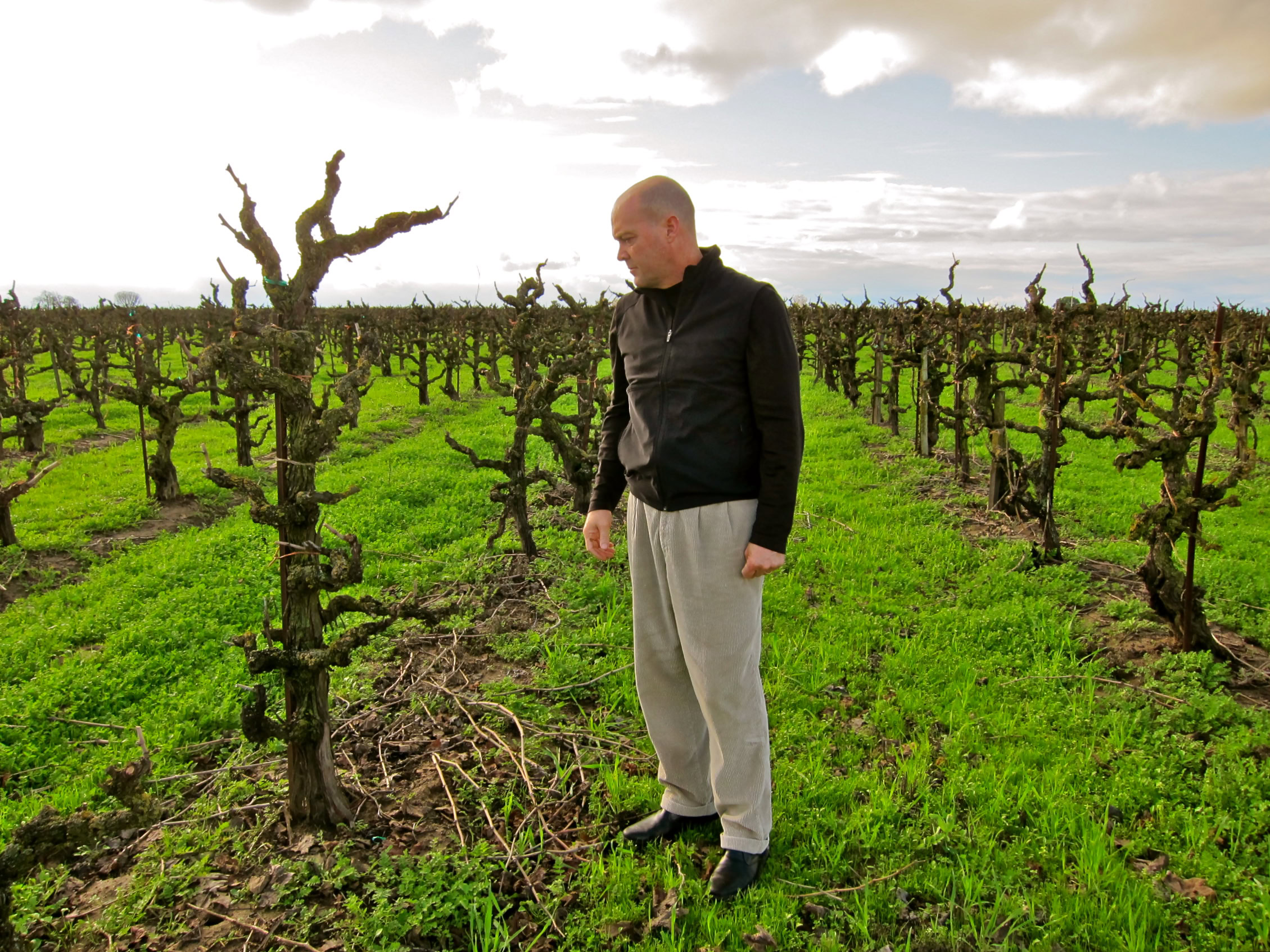 Man inspecting pruned grapevines in a Lodi vineyard during daytime.