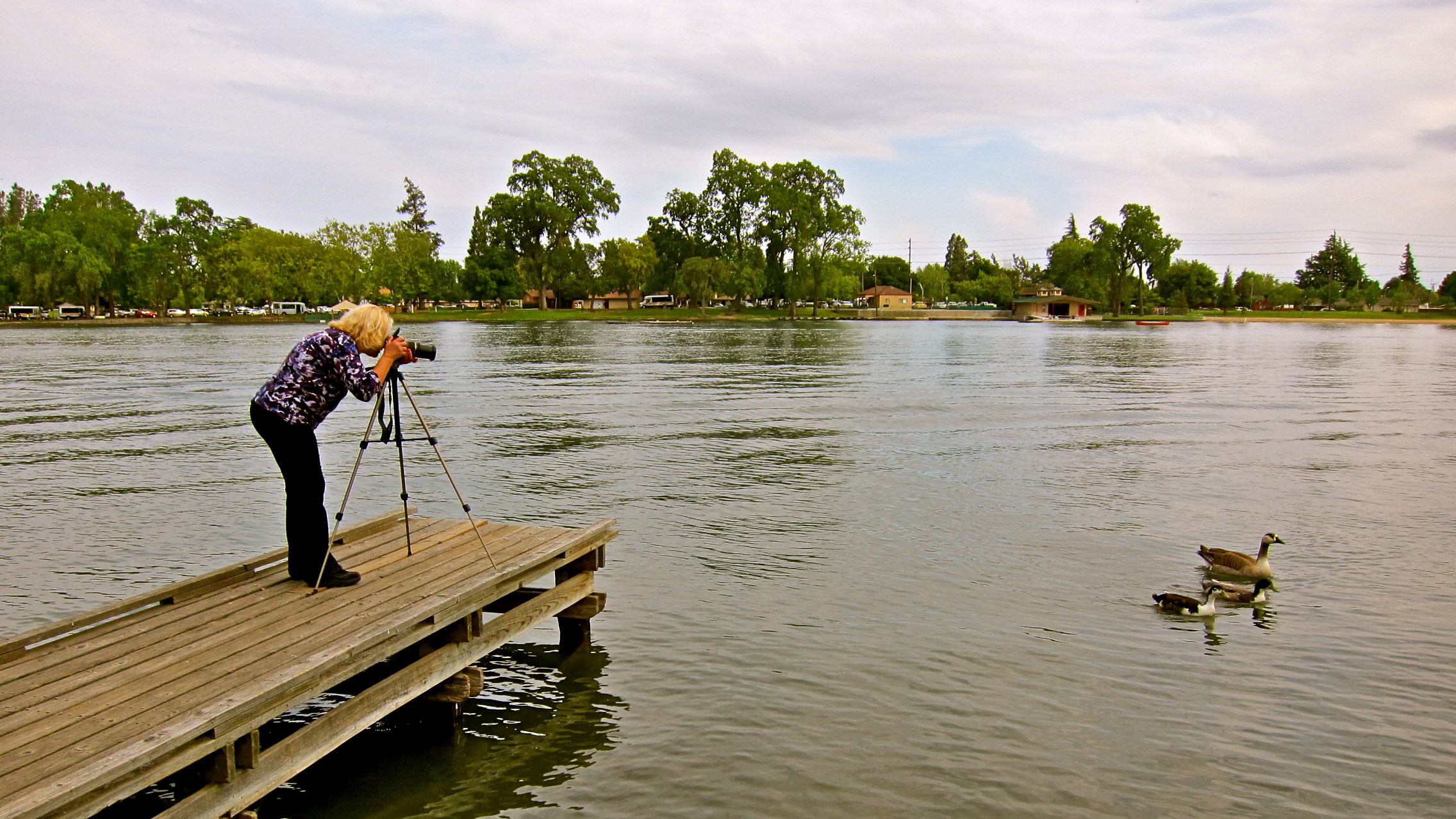 Photographer capturing a duck on a lake from a wooden dock in Lodi, California.