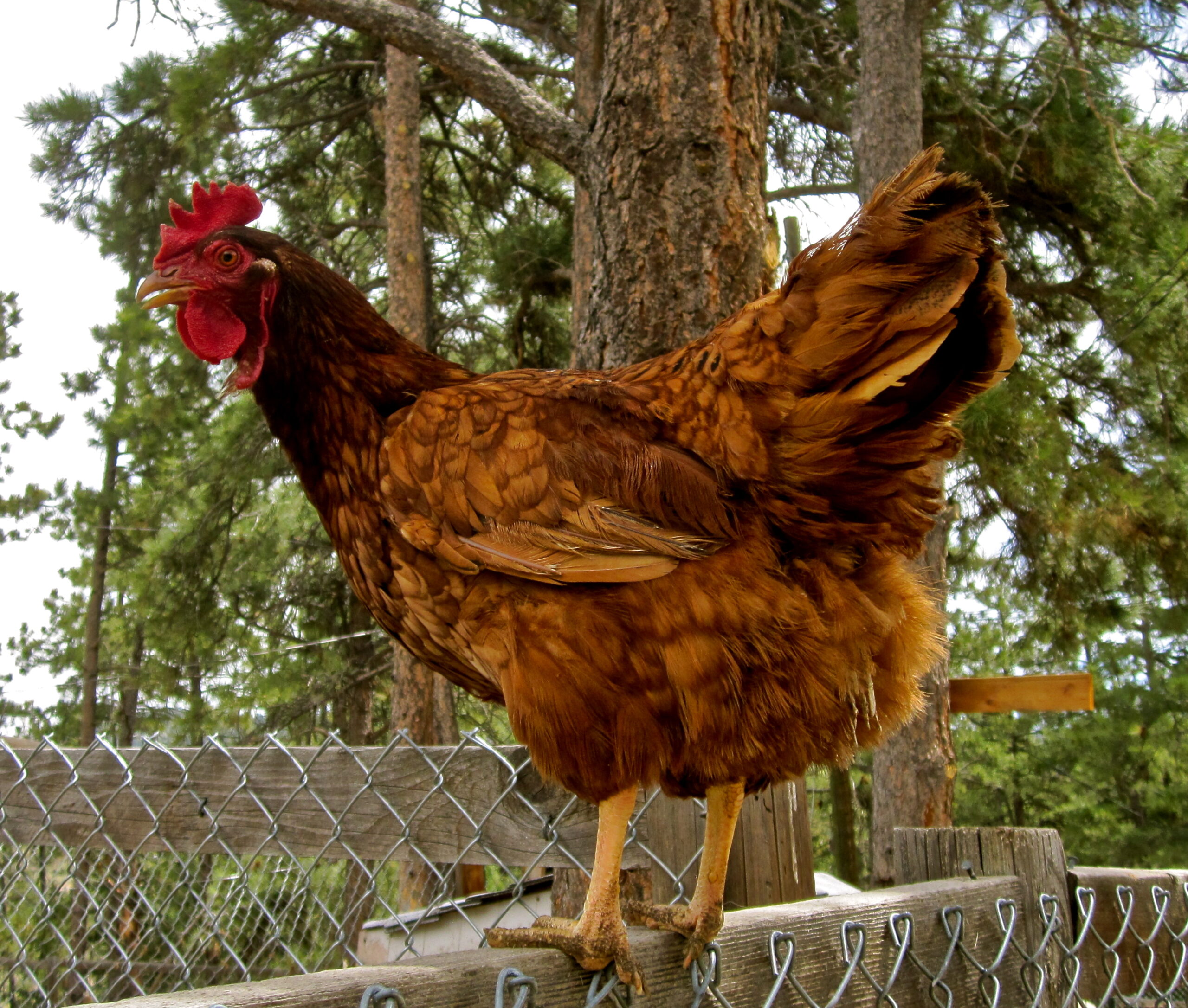 Close-up of a brown chicken standing on a wooden fence in a forested area.