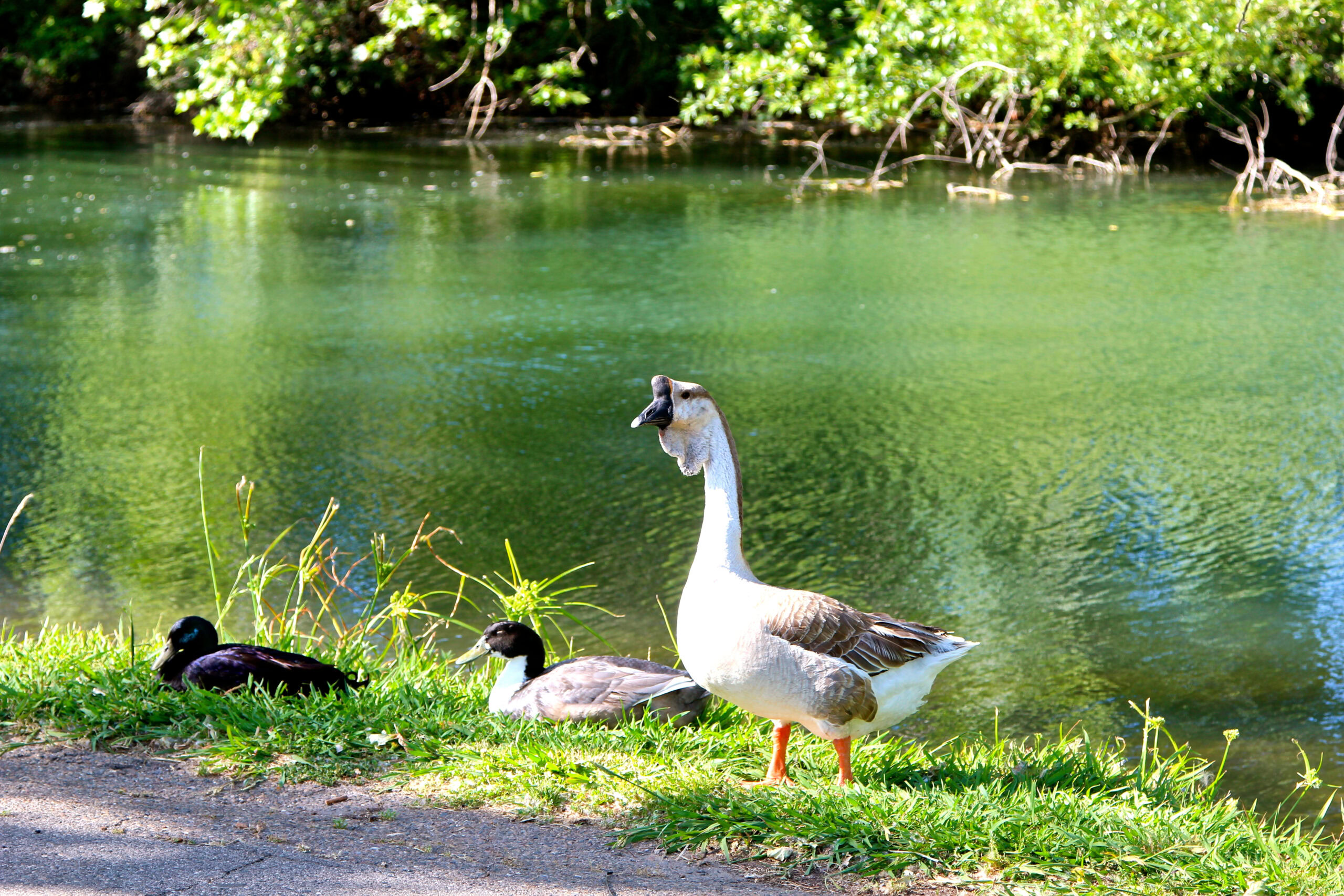 Geese by a river in Lodi, California, with lush green trees in the background.
