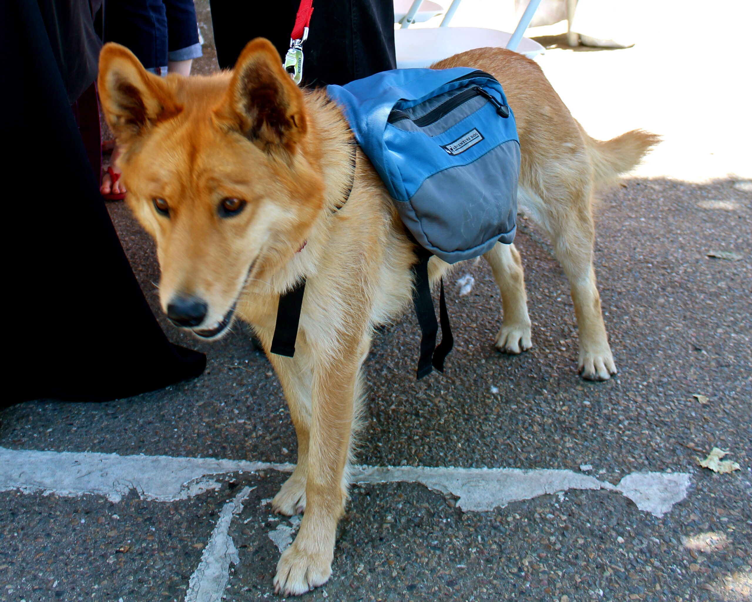 Dog wearing a blue backpack standing on pavement at Lodi Wine event, with people in the background.