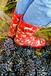 Person wearing red floral rain boots standing on grapevines in a vineyard.