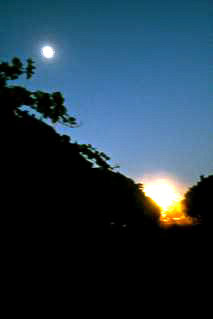 Lodi winegrape vineyard under a clear sky with moon and setting sun, showcasing grape growing region in California.