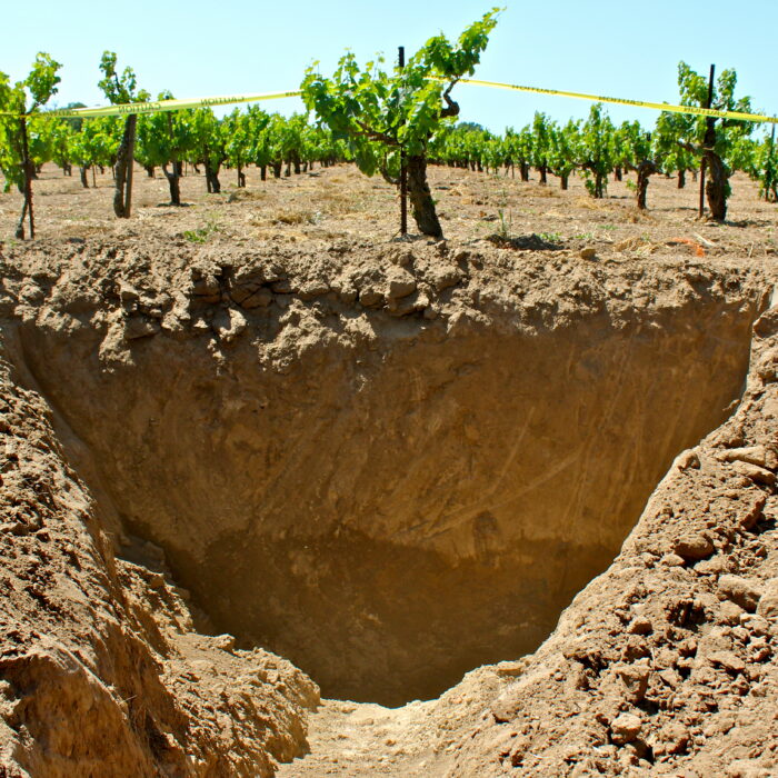 Vineyard soil profile in Lodi wine region showing deep excavation and healthy grapevines.