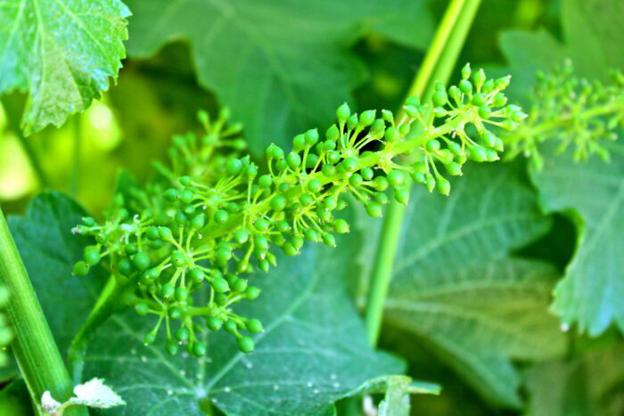 Close-up of a green winegrape cluster developing on a vine in Lodi, California.