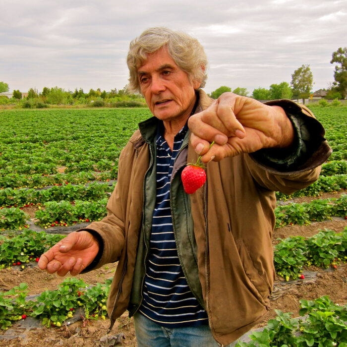 Elderly man holding a ripe strawberry in a vineyard with lush green plants.