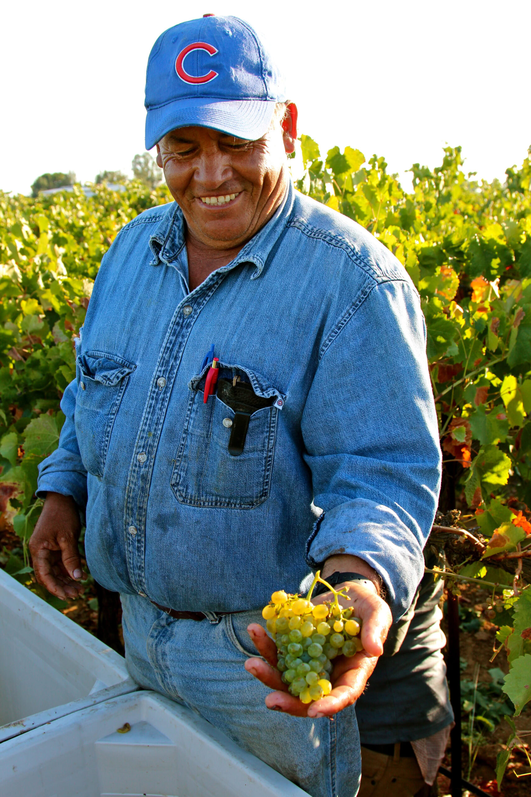 Farmer in a blue cap and denim shirt holding a bunch of white grapes in a vineyard.