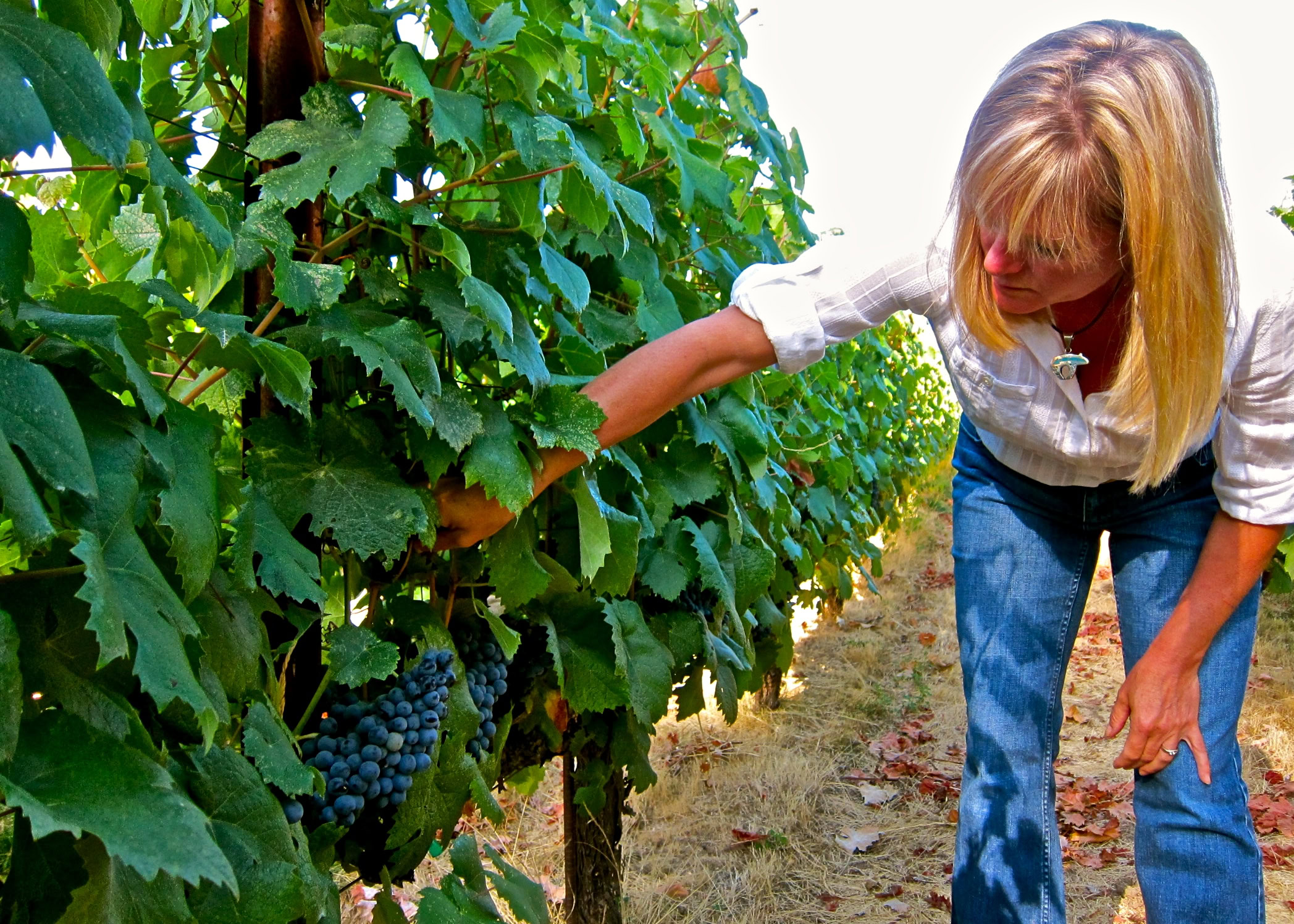 Woman inspecting ripe grapes in a vineyard, showcasing Lodi winegrape cultivation and harvest.