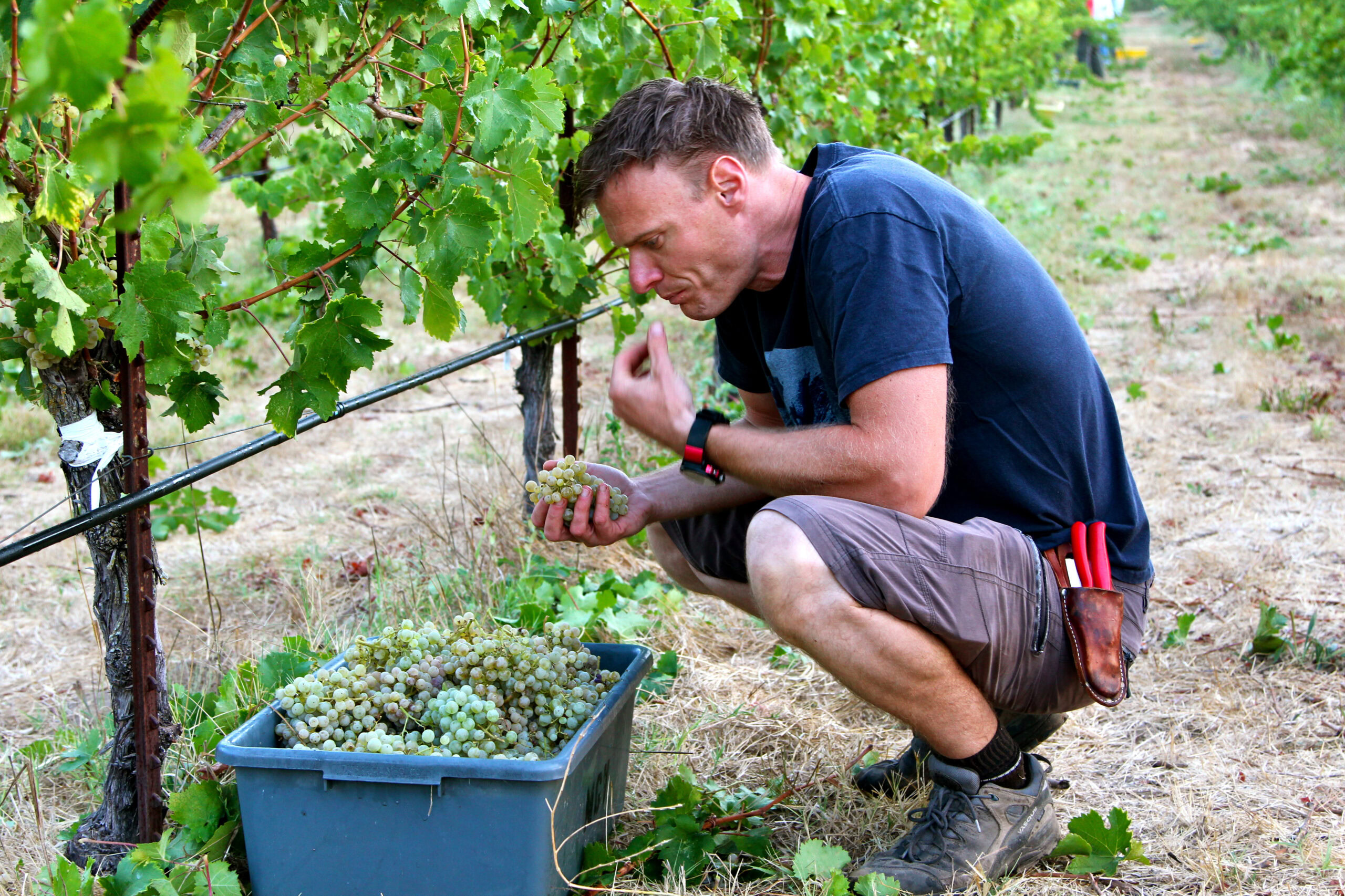 Man inspecting grapes in a vineyard during harvest in Lodi, California.
